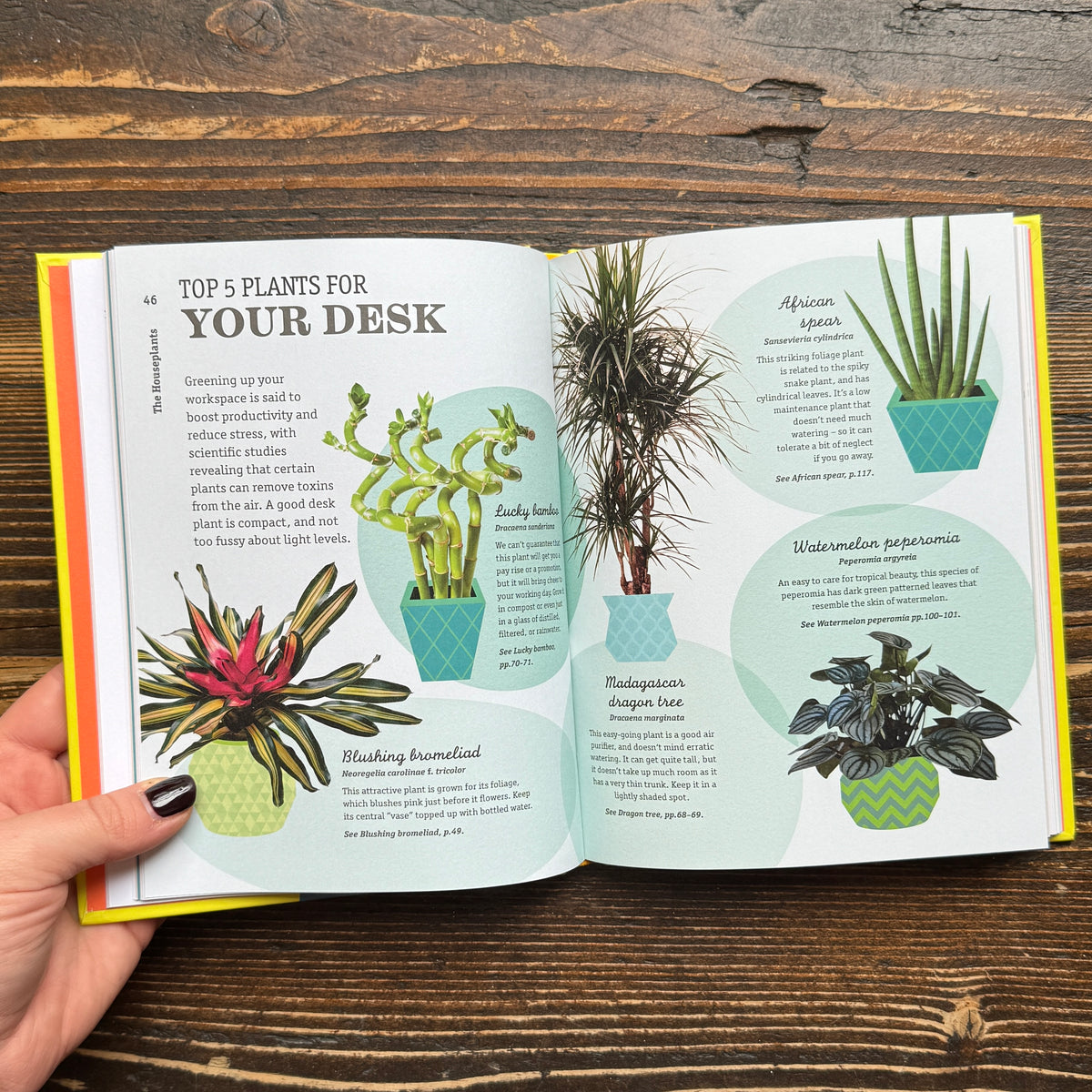 How Not to Kill Your Houseplant