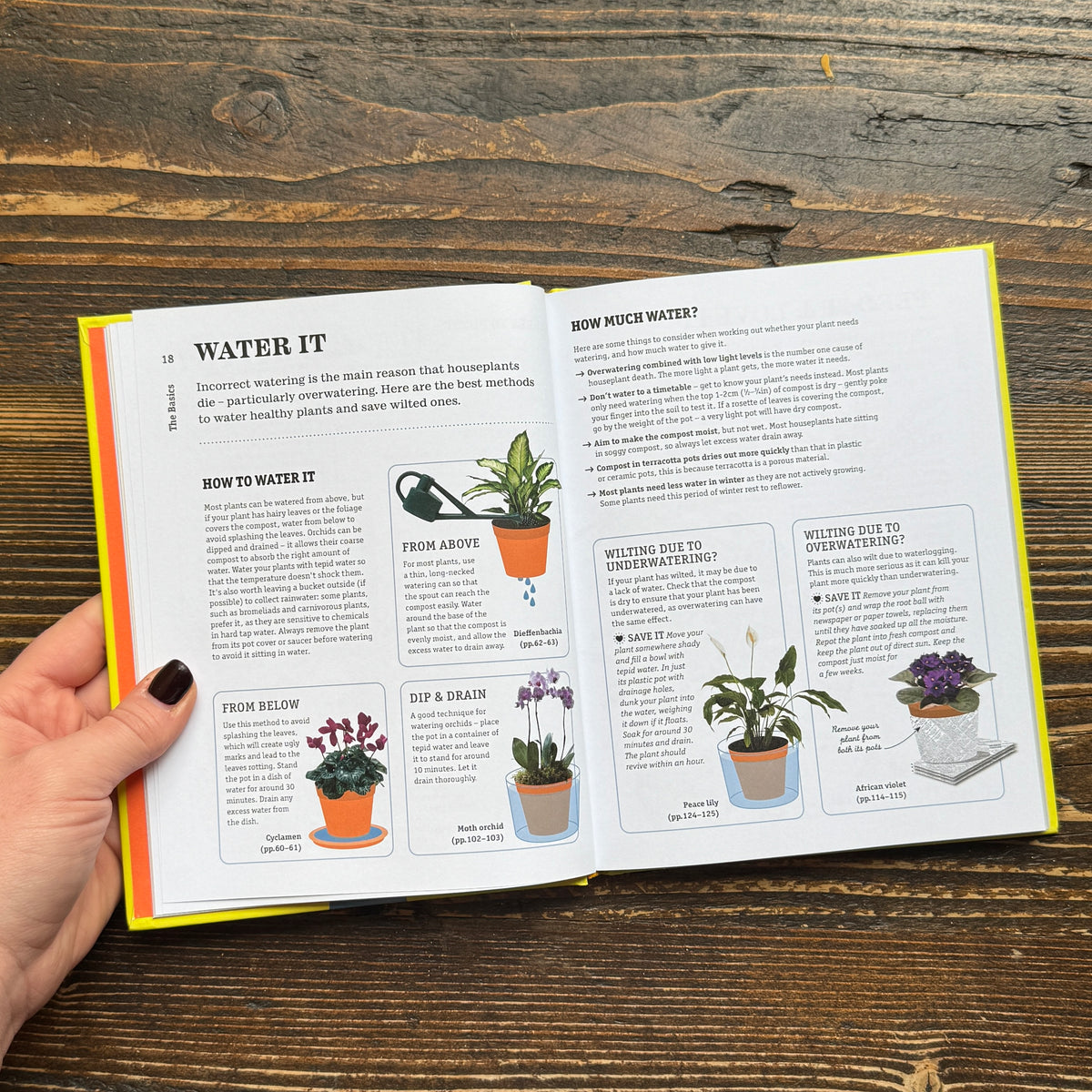 How Not to Kill Your Houseplant