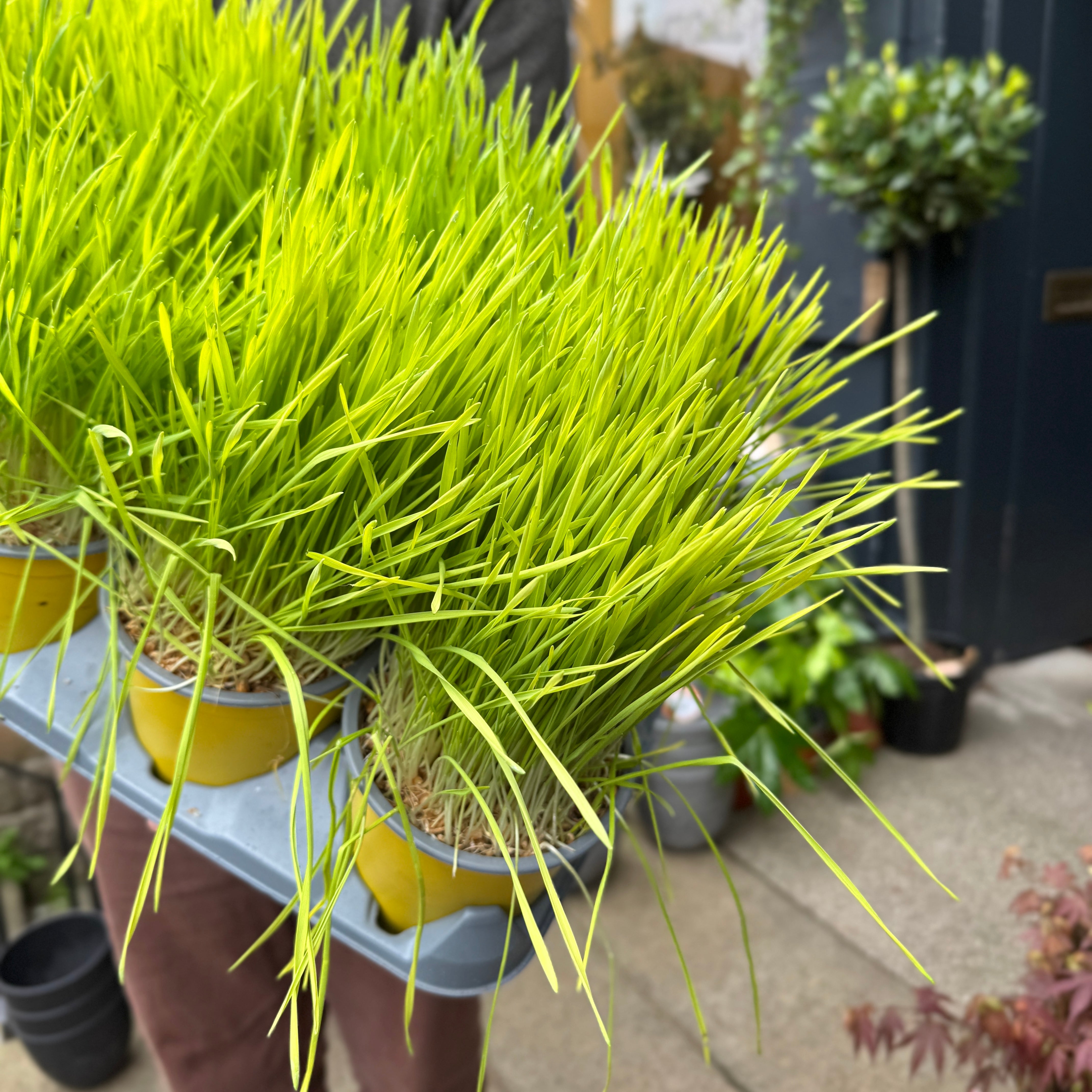 Cat Grass