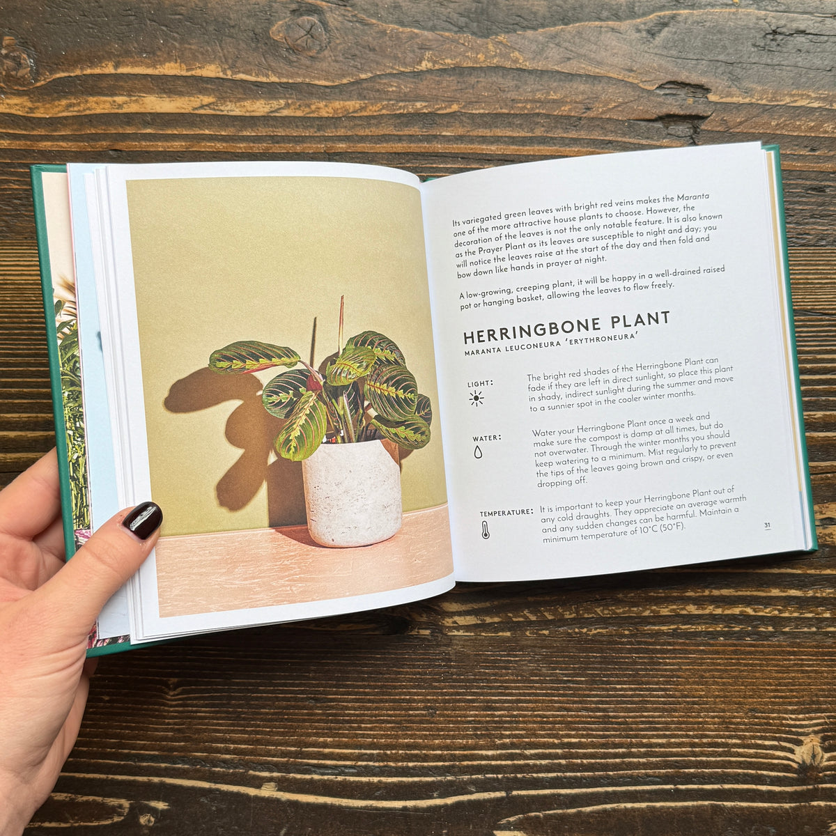 The Little Book of House Plants & Other Greenery