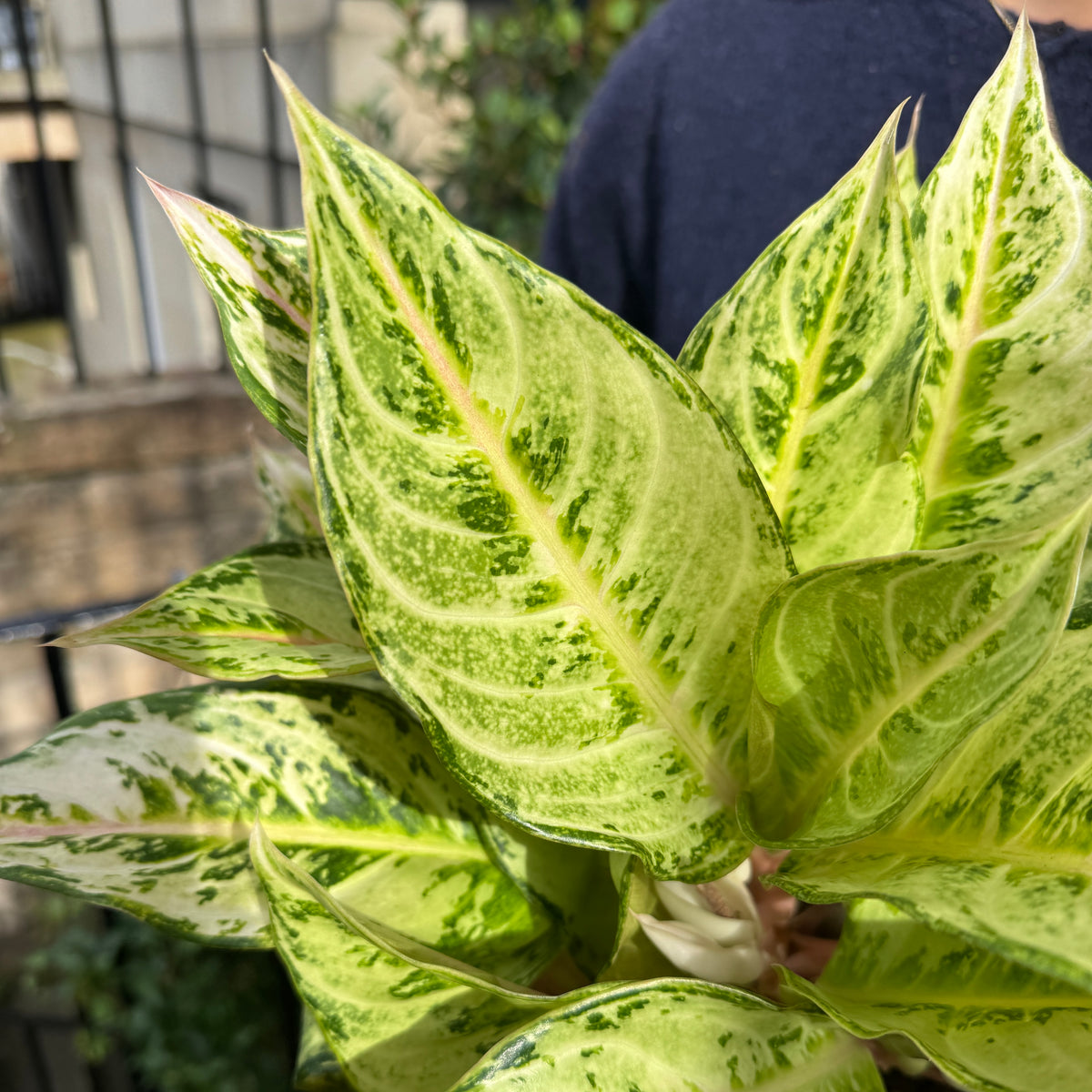 Aglaonema ‘Chartreuse Pretty’ Large