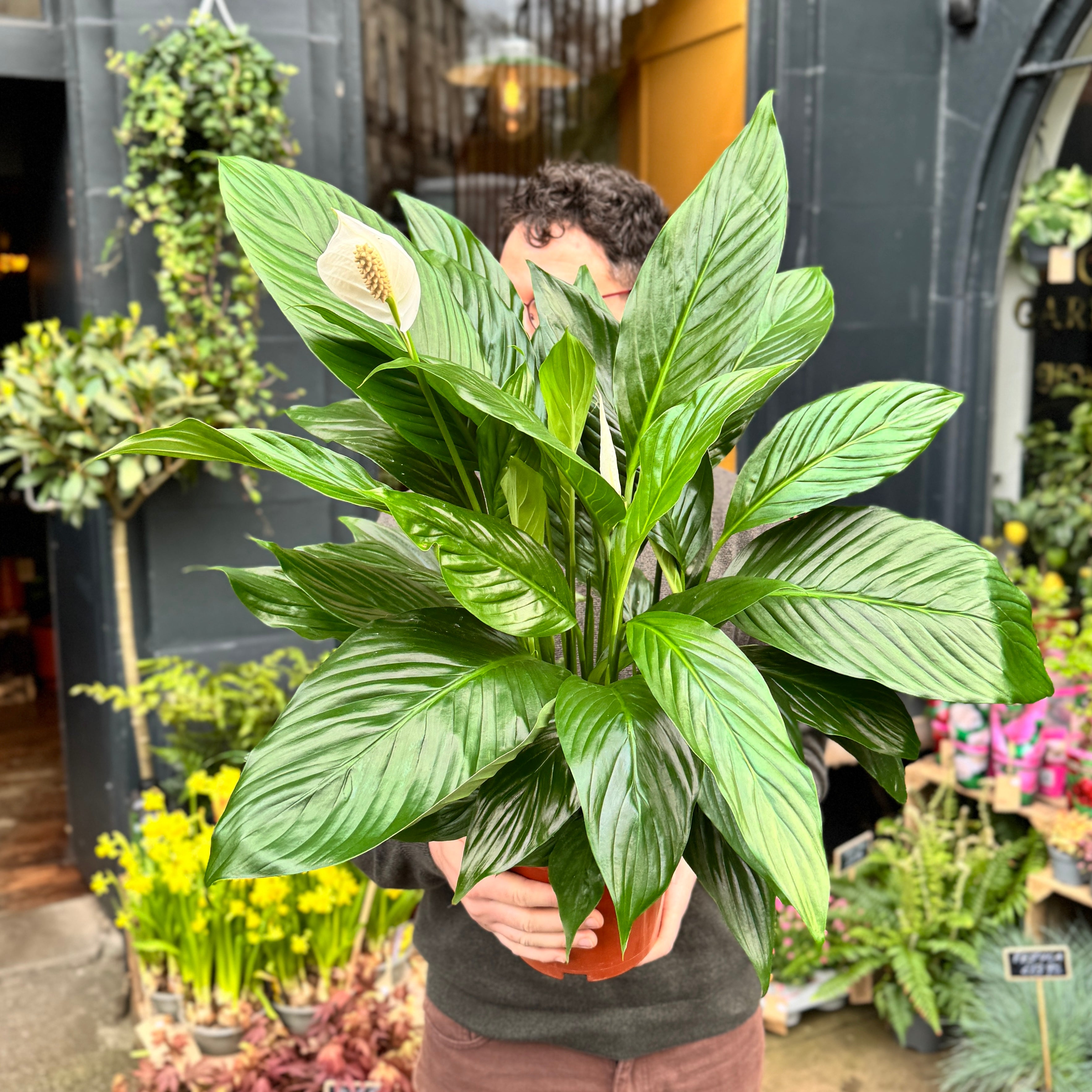Spathiphyllum 'Bingo Cupido' (19cm pot)