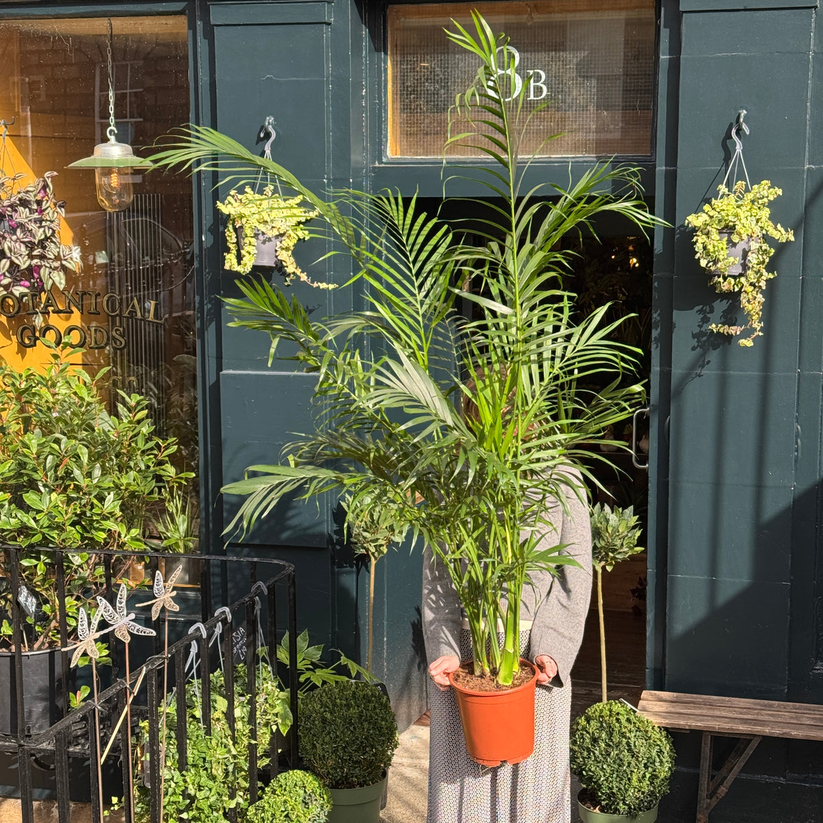 Stella Palm | Chamaedorea cataractarum ‘Stella’