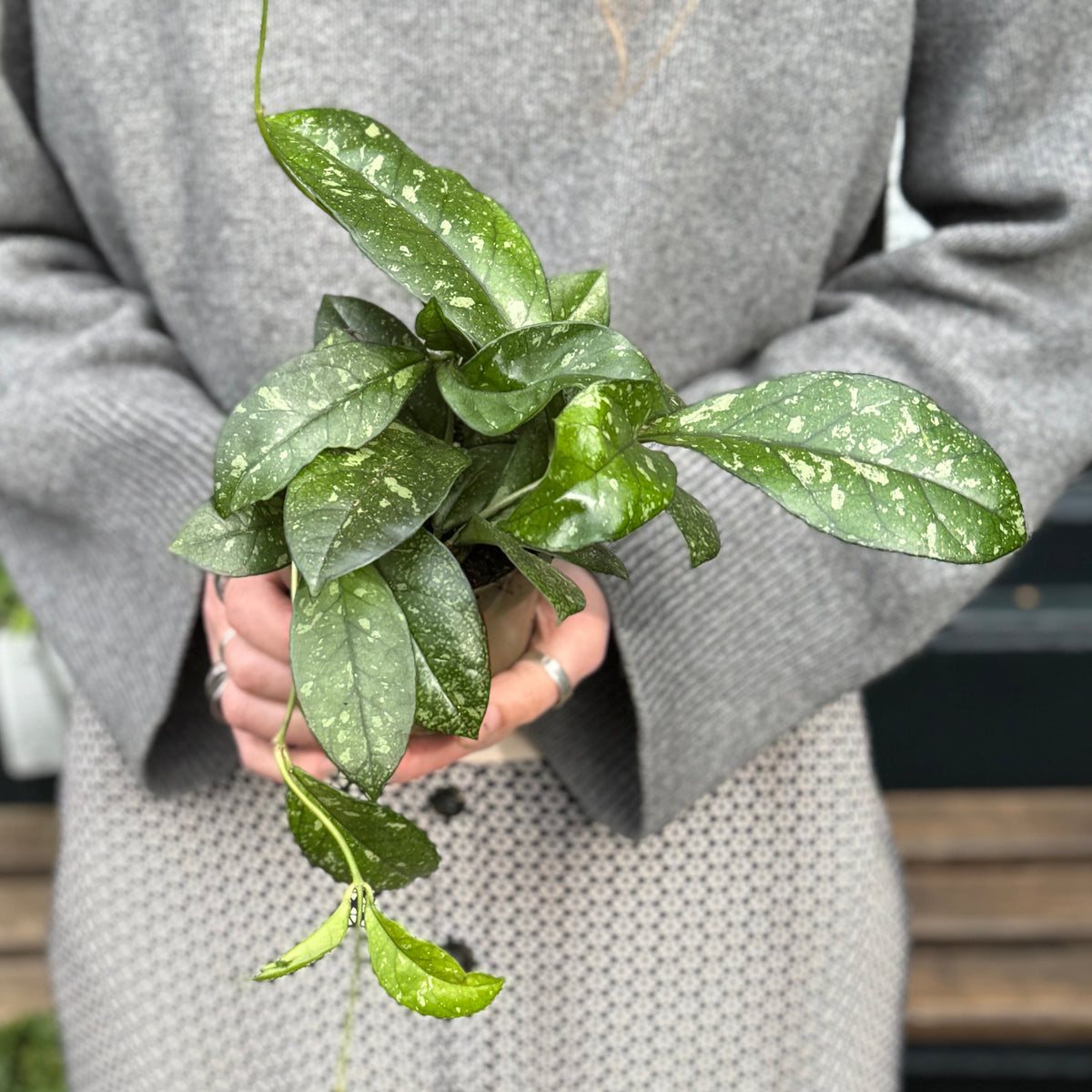 Hoya crassipetiolata ‘Splash’