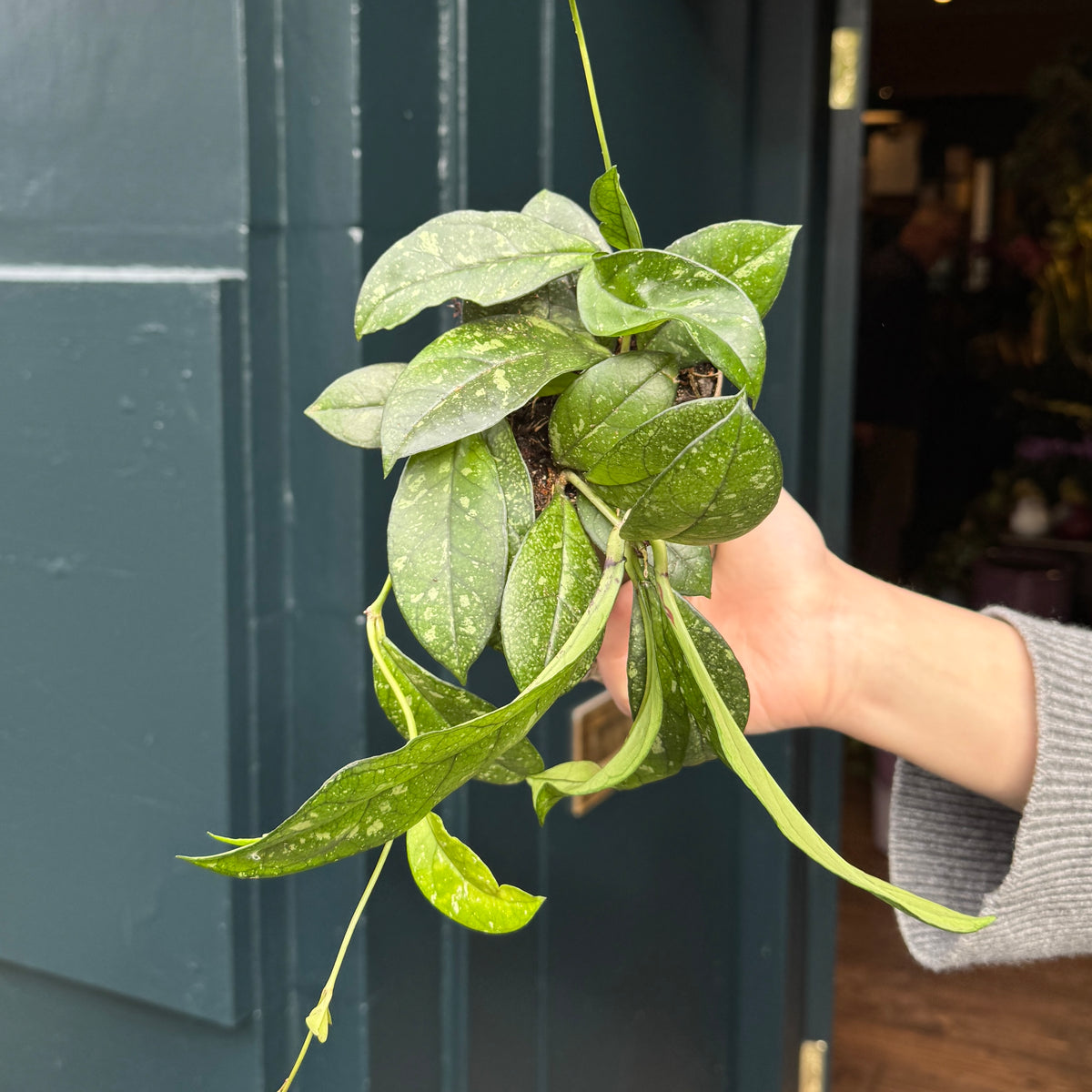 Hoya crassipetiolata ‘Splash’