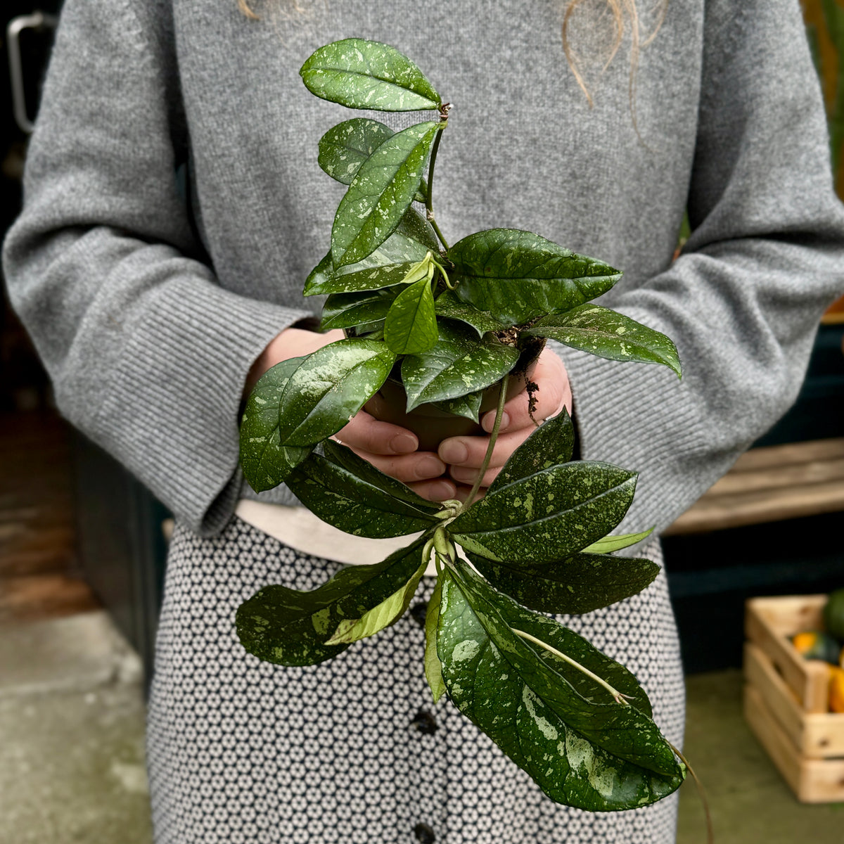 Hoya crassipetiolata ‘Splash’