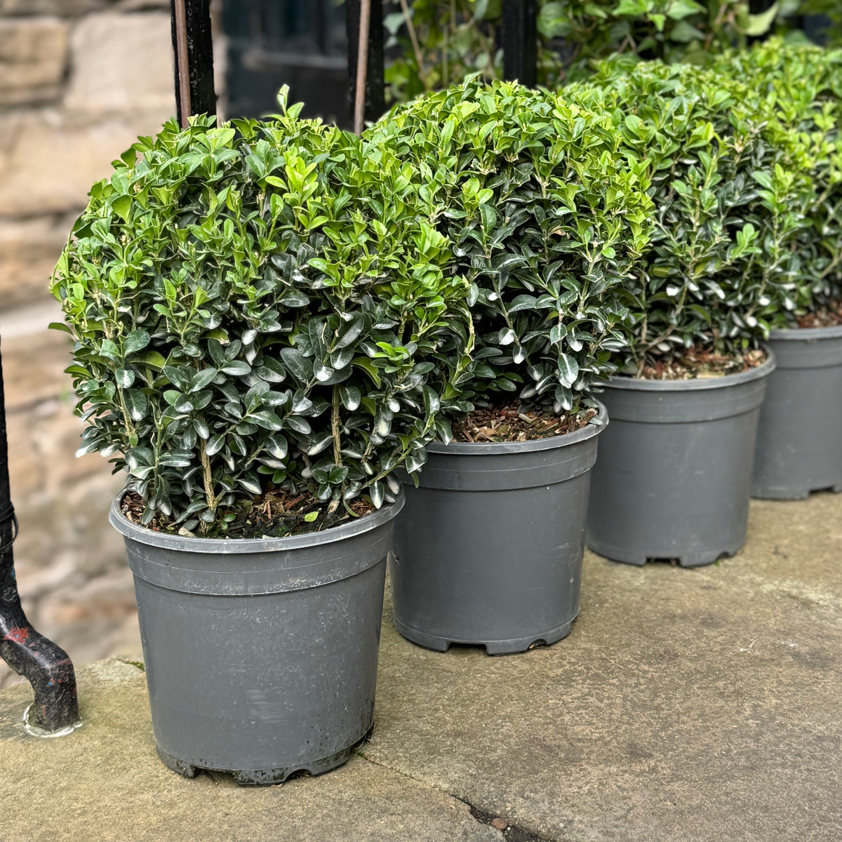 Buxus sempervirens Topiary Ball | 20cm