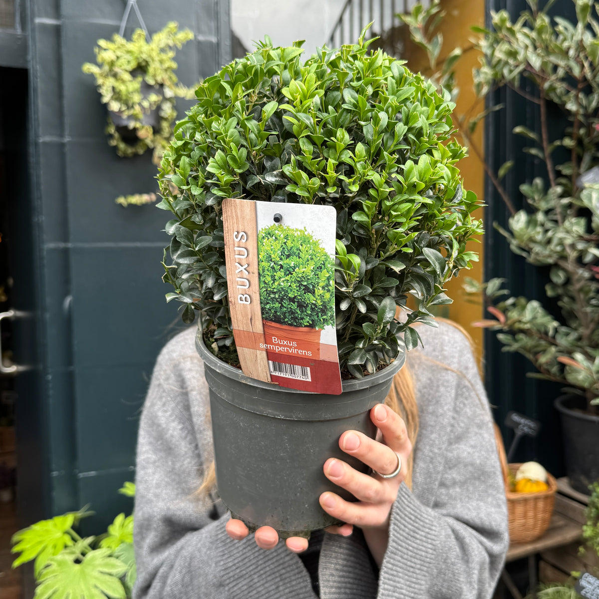 Buxus sempervirens Topiary Ball | 20cm