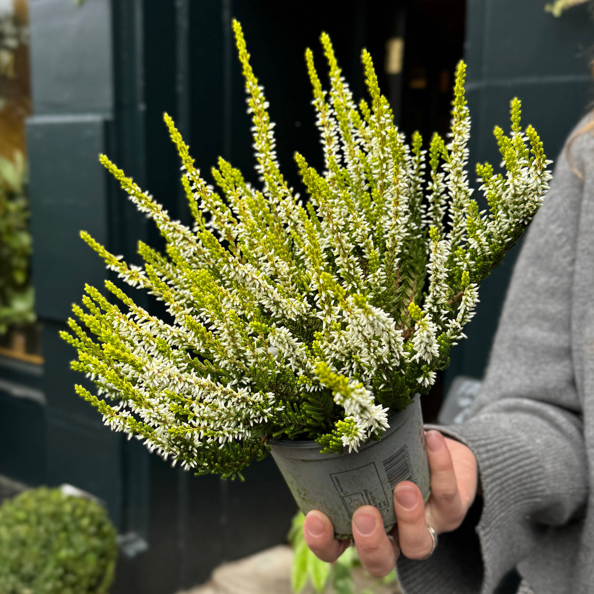 Calluna vulgaris ‘Agneta’