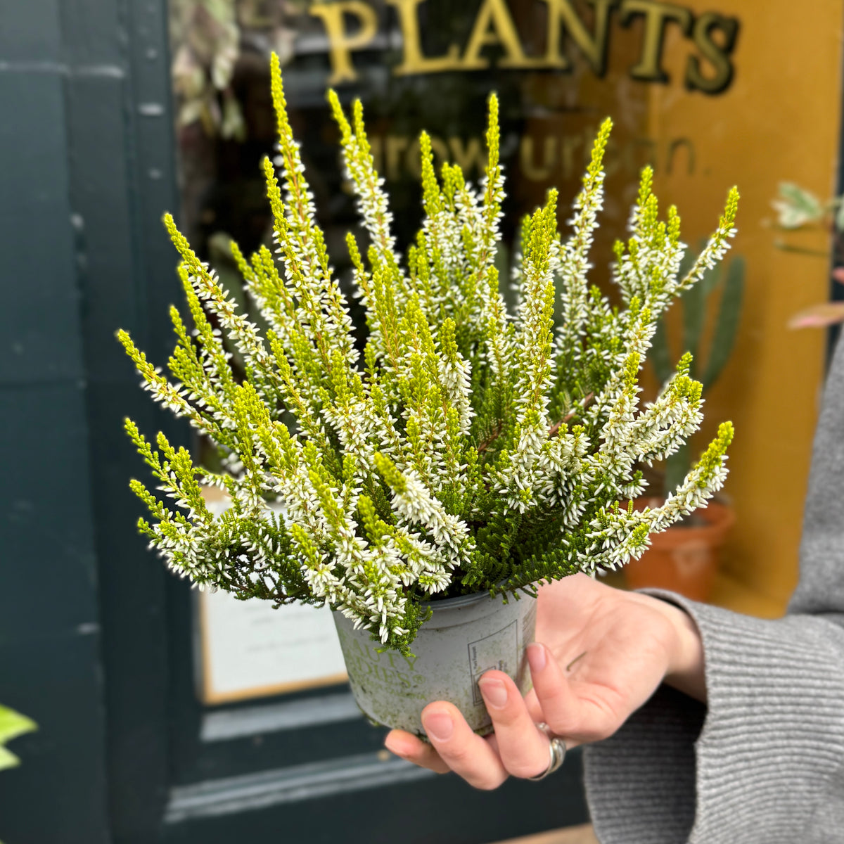Calluna vulgaris ‘Agneta’