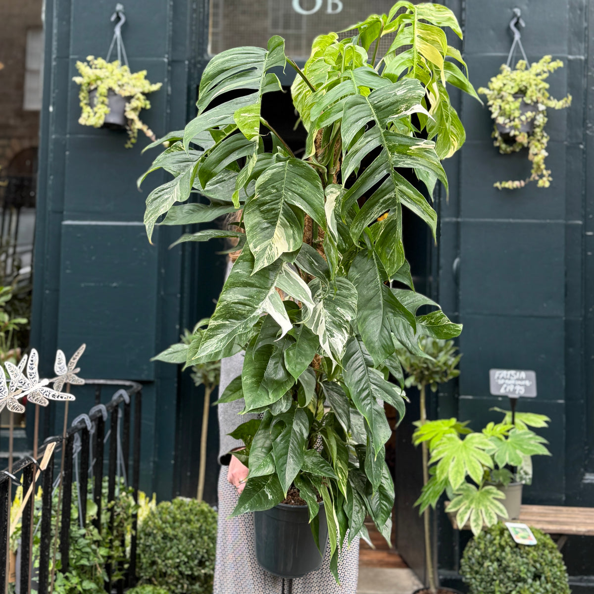 Epipremnum pinnatum Variegata on Coir Pole