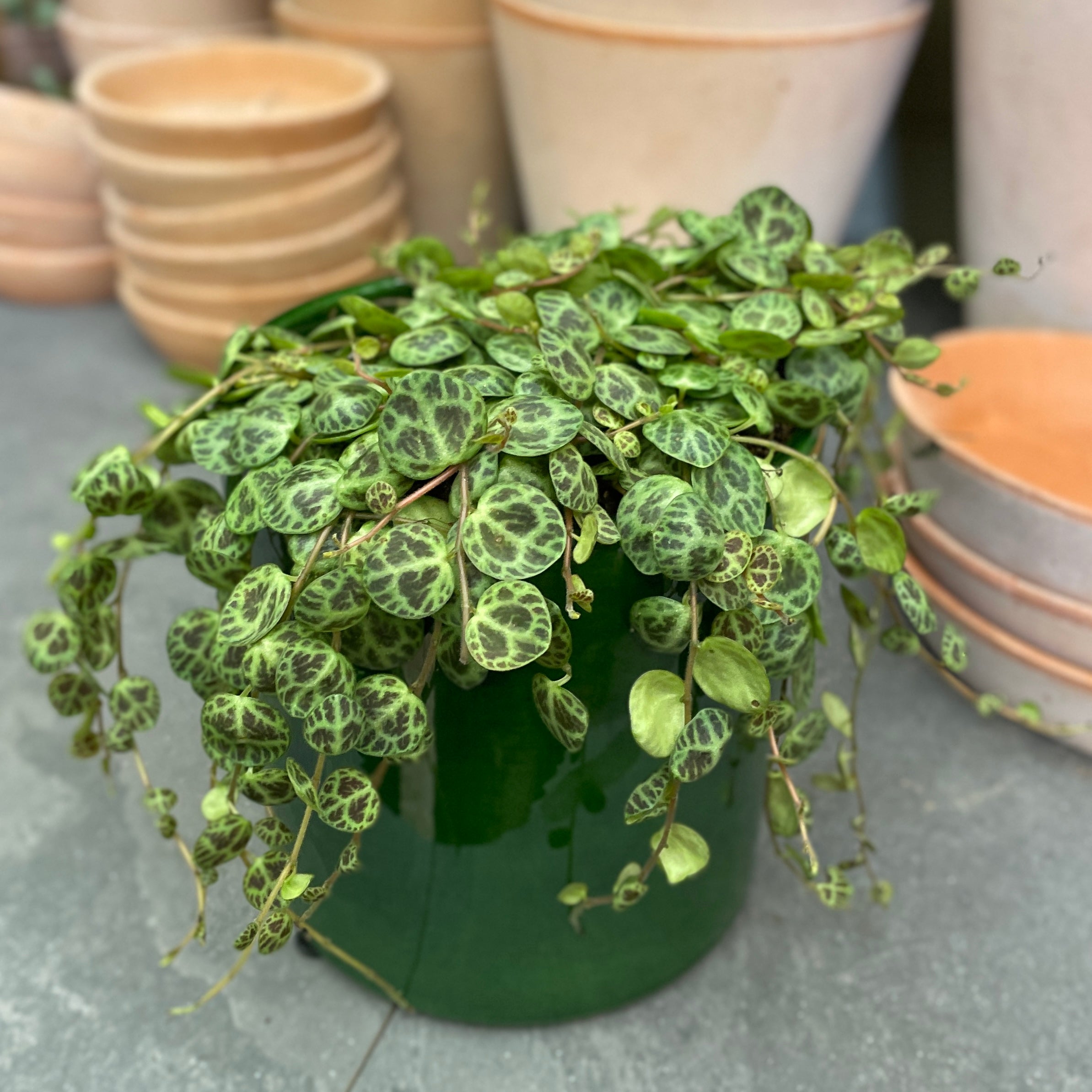 Peperomia prostrata (11cm pot)