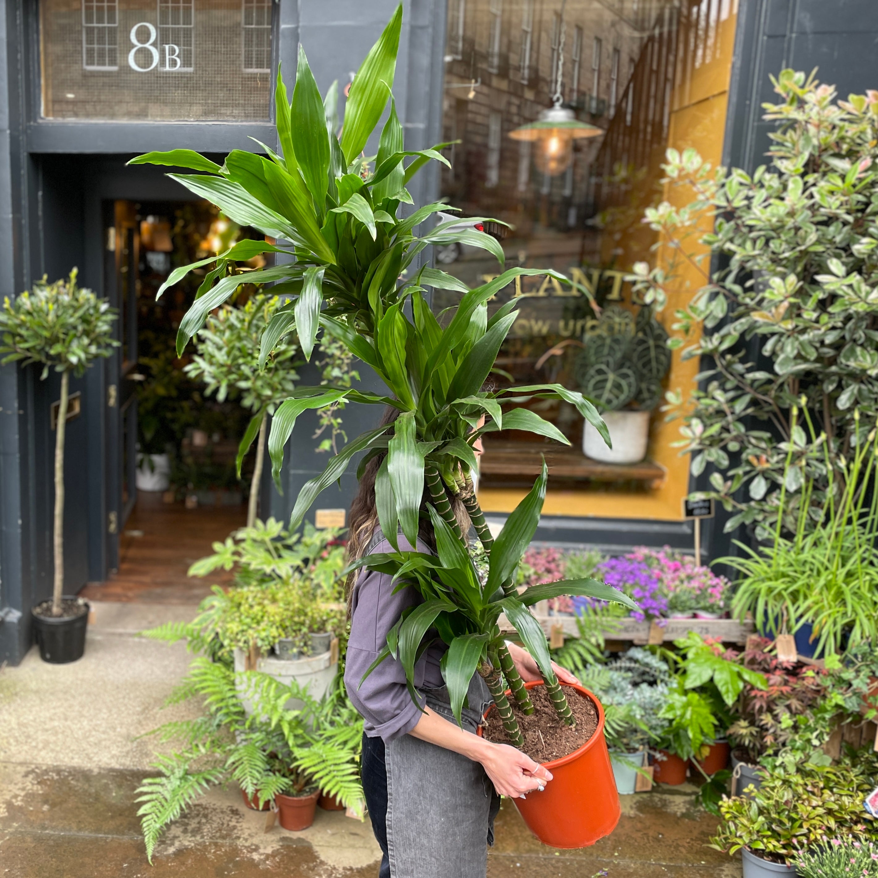 Dracaena ‘Janet Craig' (145cm)