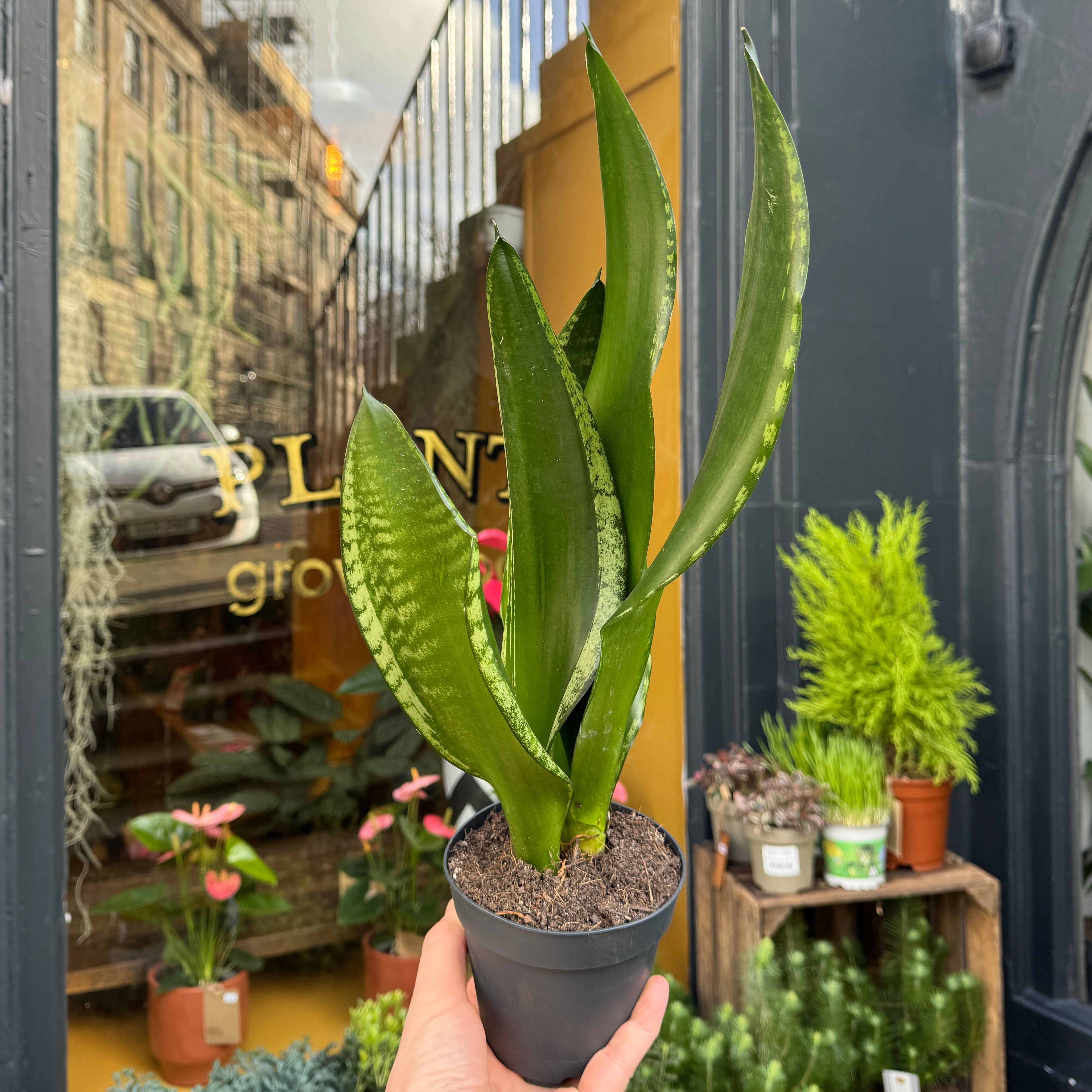 Sansevieria ‘Grey Stripe’