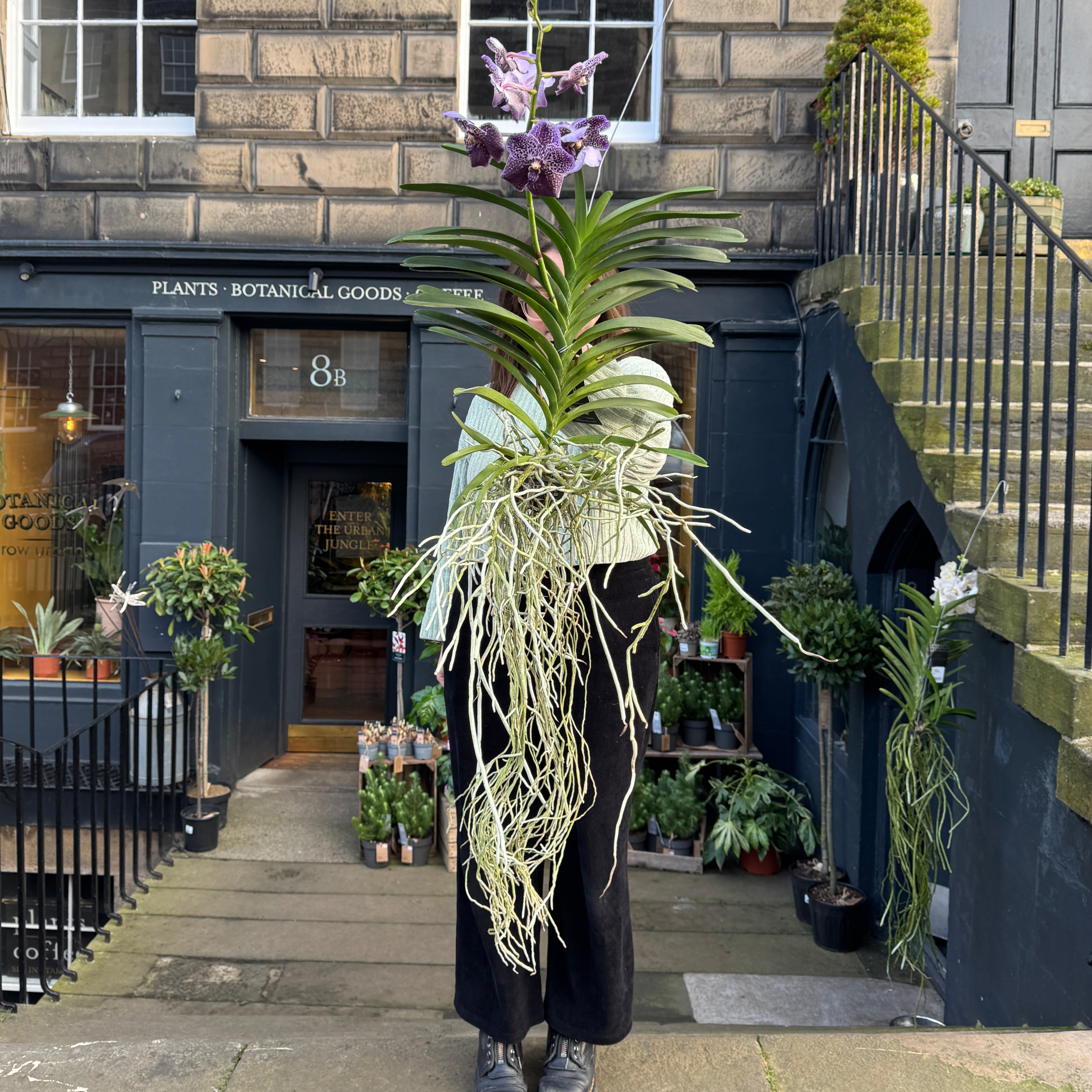 Vanda Orchid (XL Hanging)