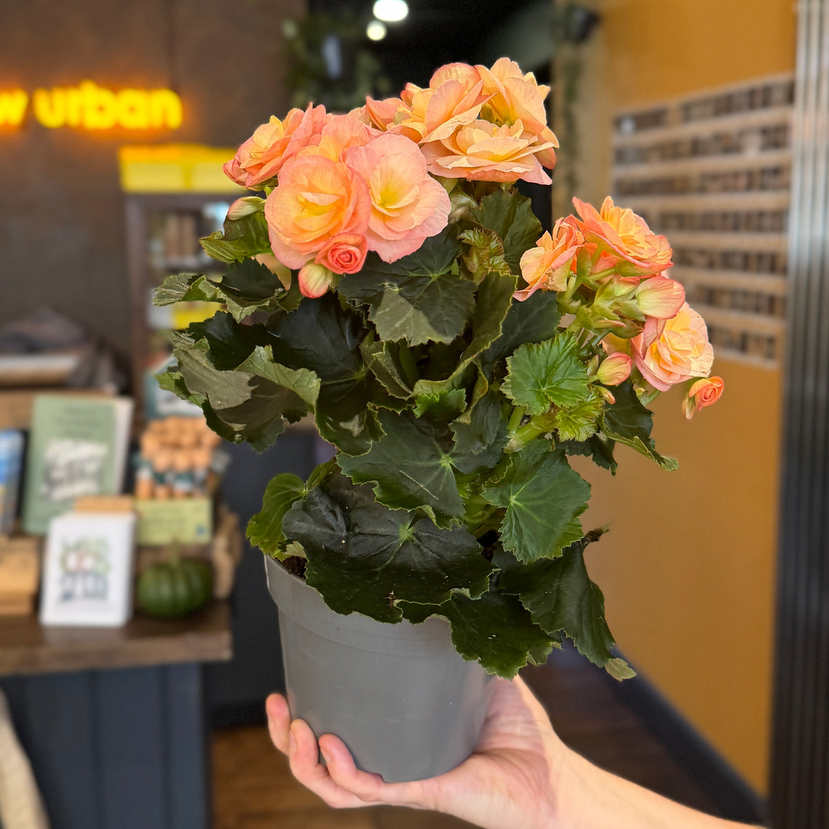 Begonia ‘Hailey Sunset’