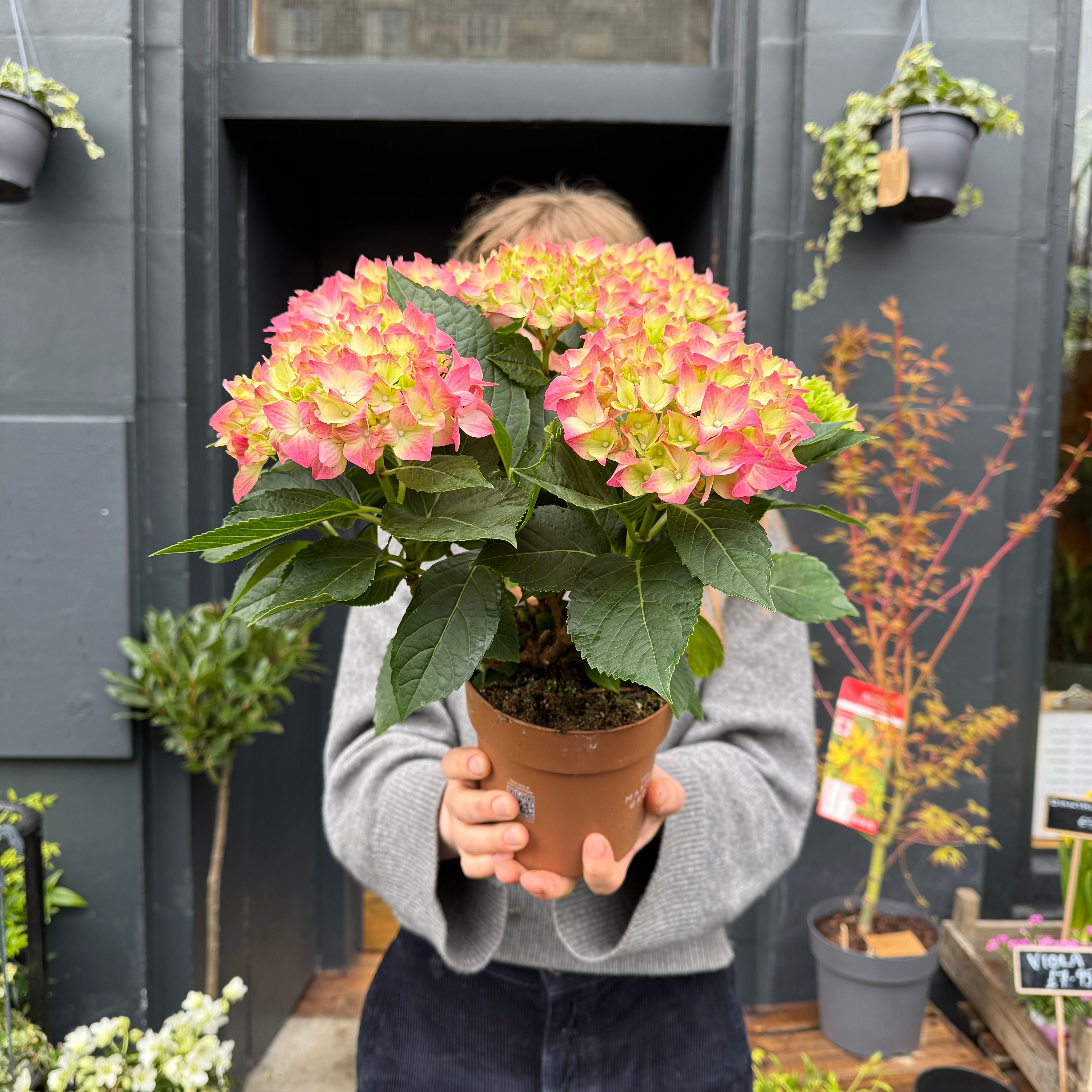 Hydrangea 'Pink'