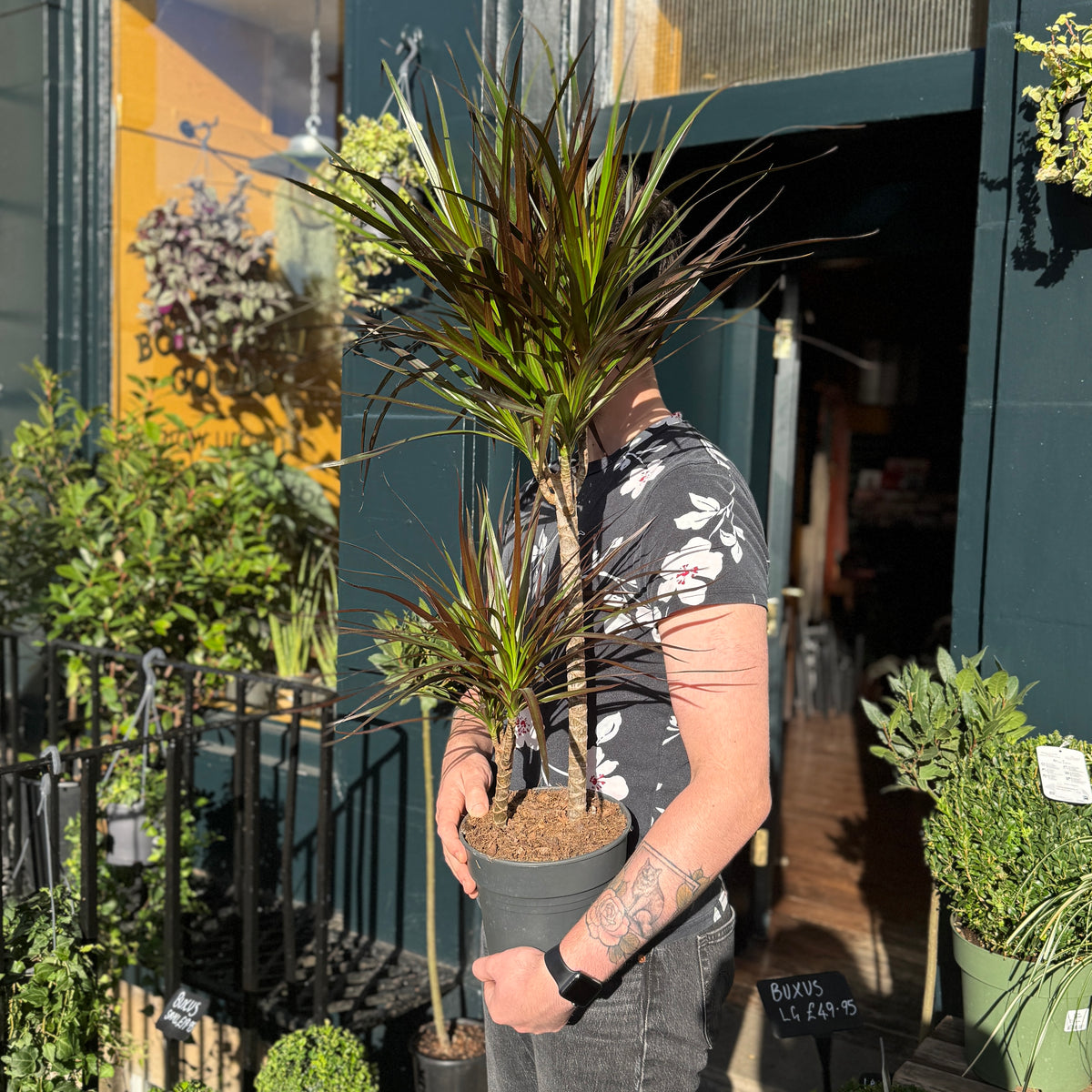 Dracaena marginata 'Magenta'