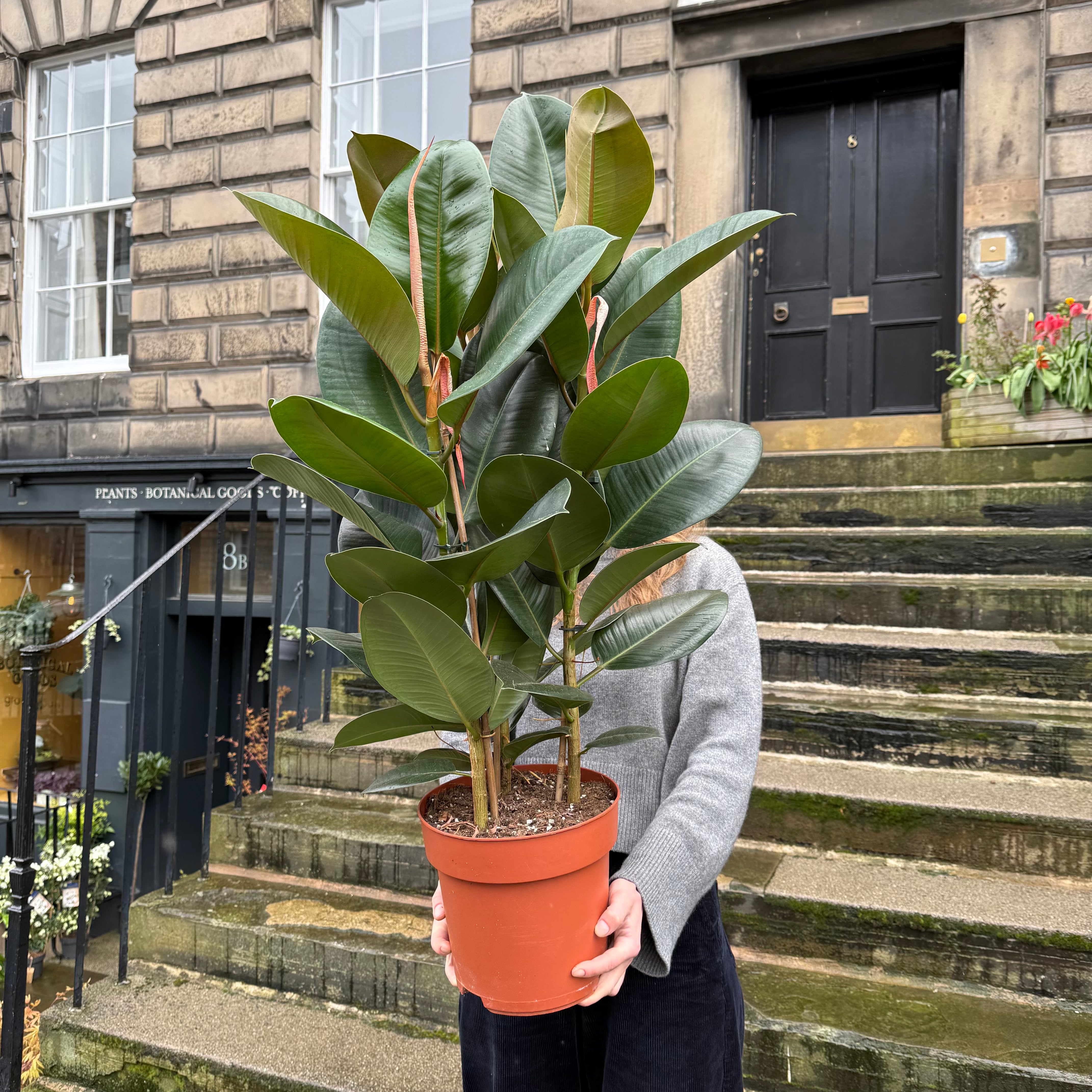Ficus elastica ‘Robusta’ (24cm pot)