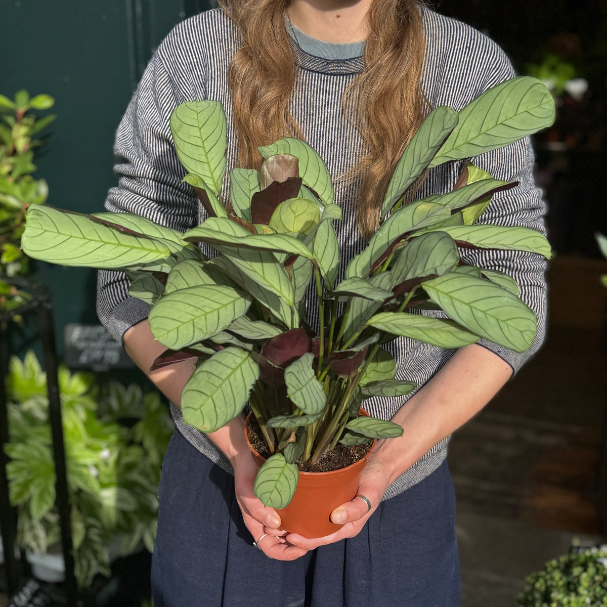 Ctenanthe burle-marxii ‘Amagris’