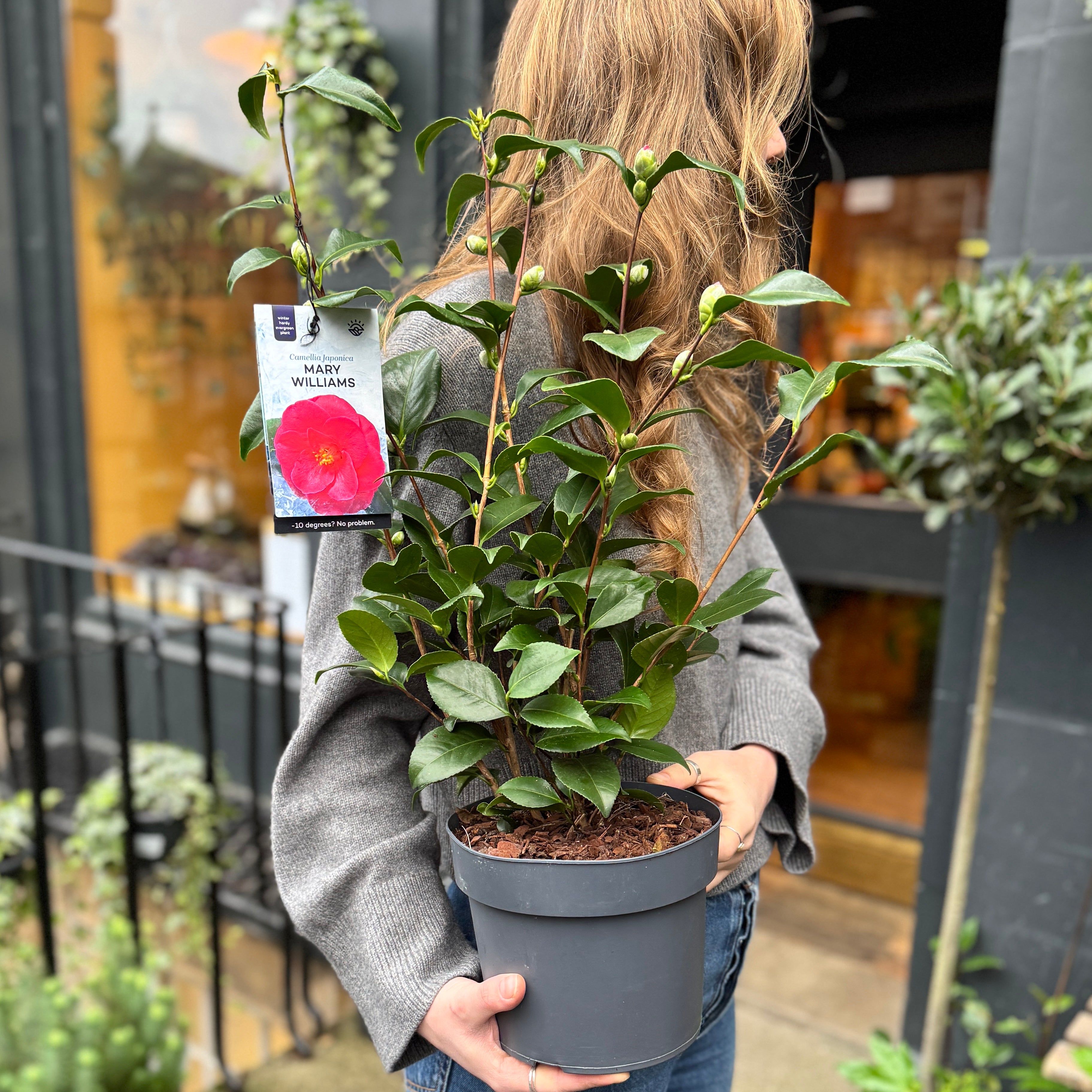 Camellia japonica (19cm pot)