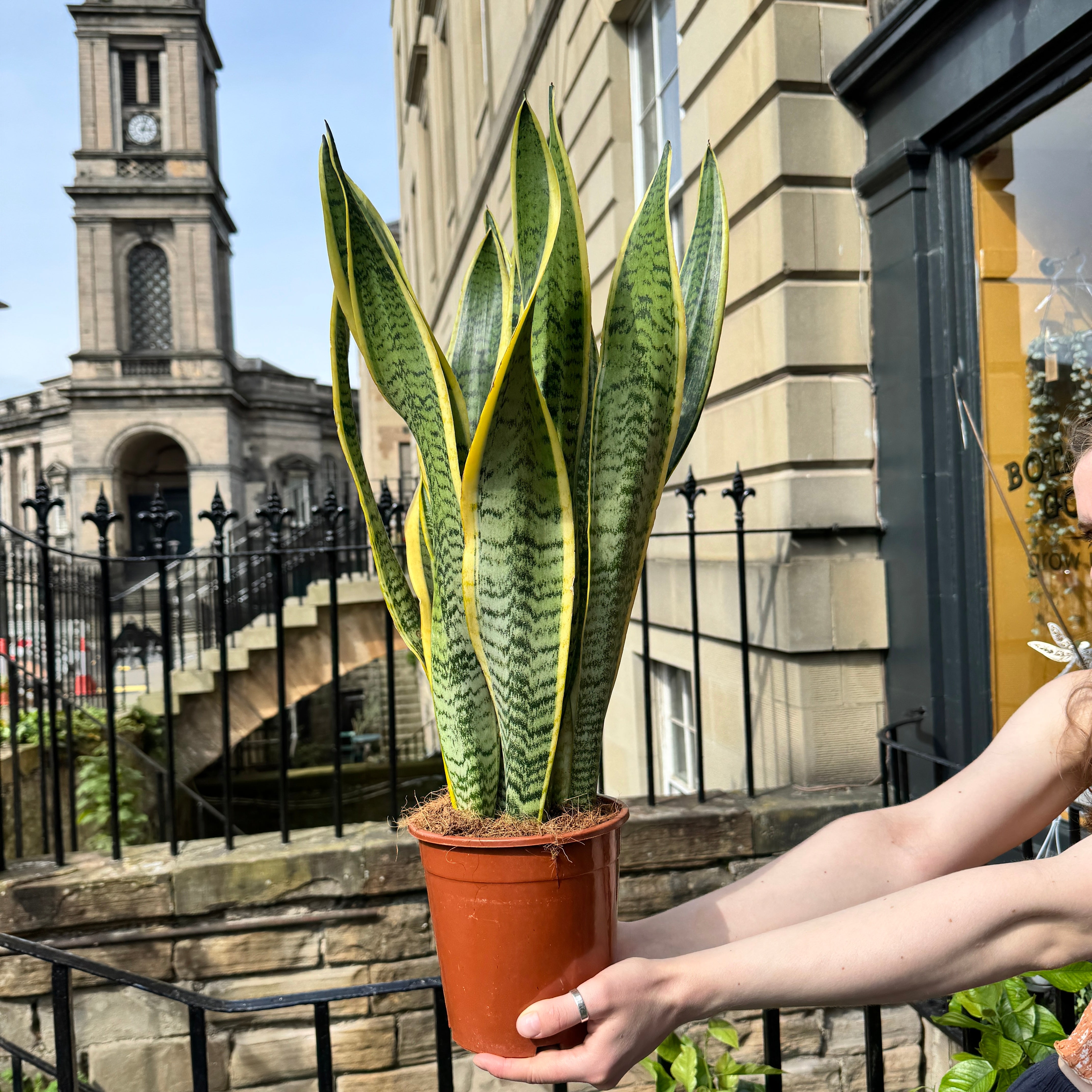 Sansevieria ‘Laurentii’ (19cm pot)