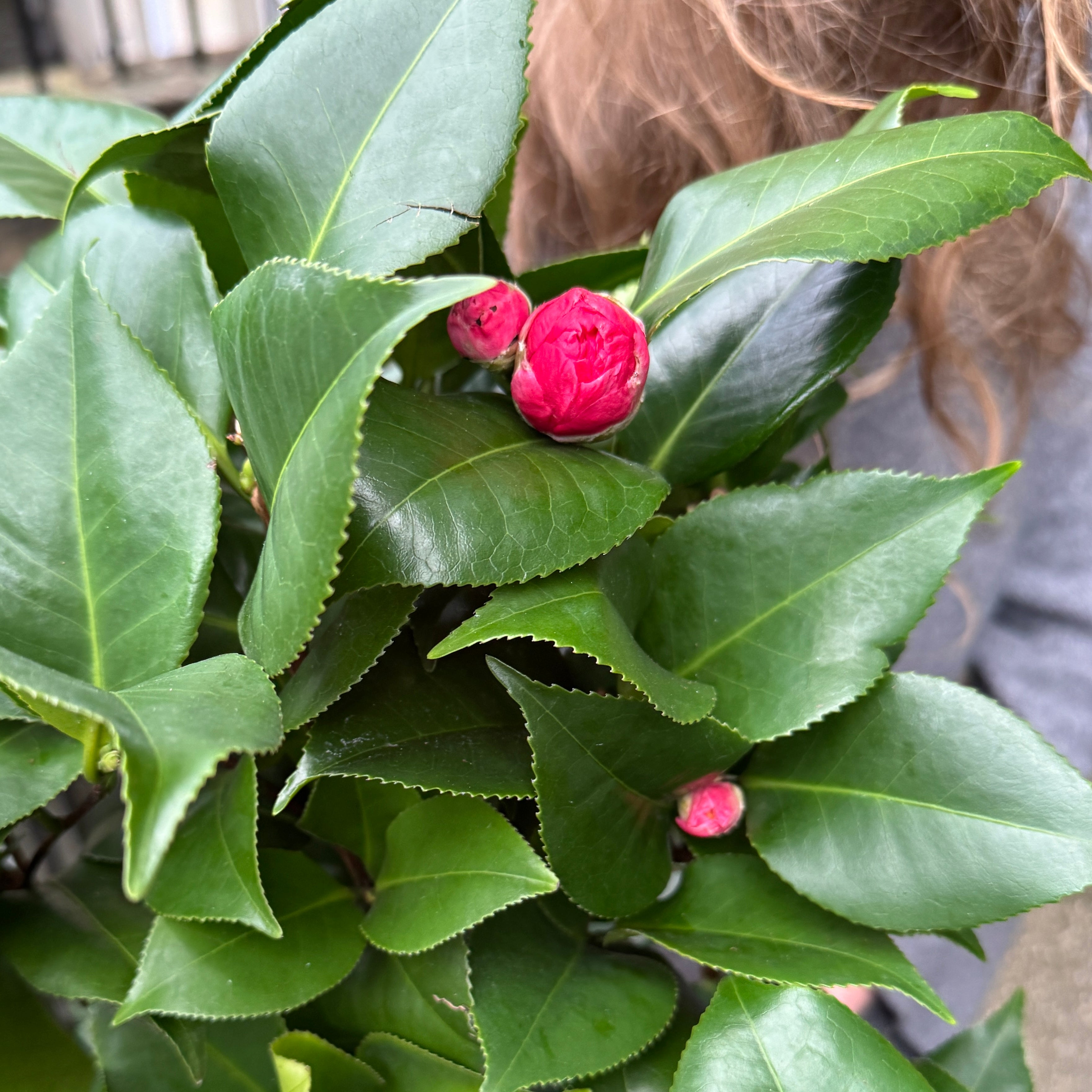 Camellia japonica (19cm pot)