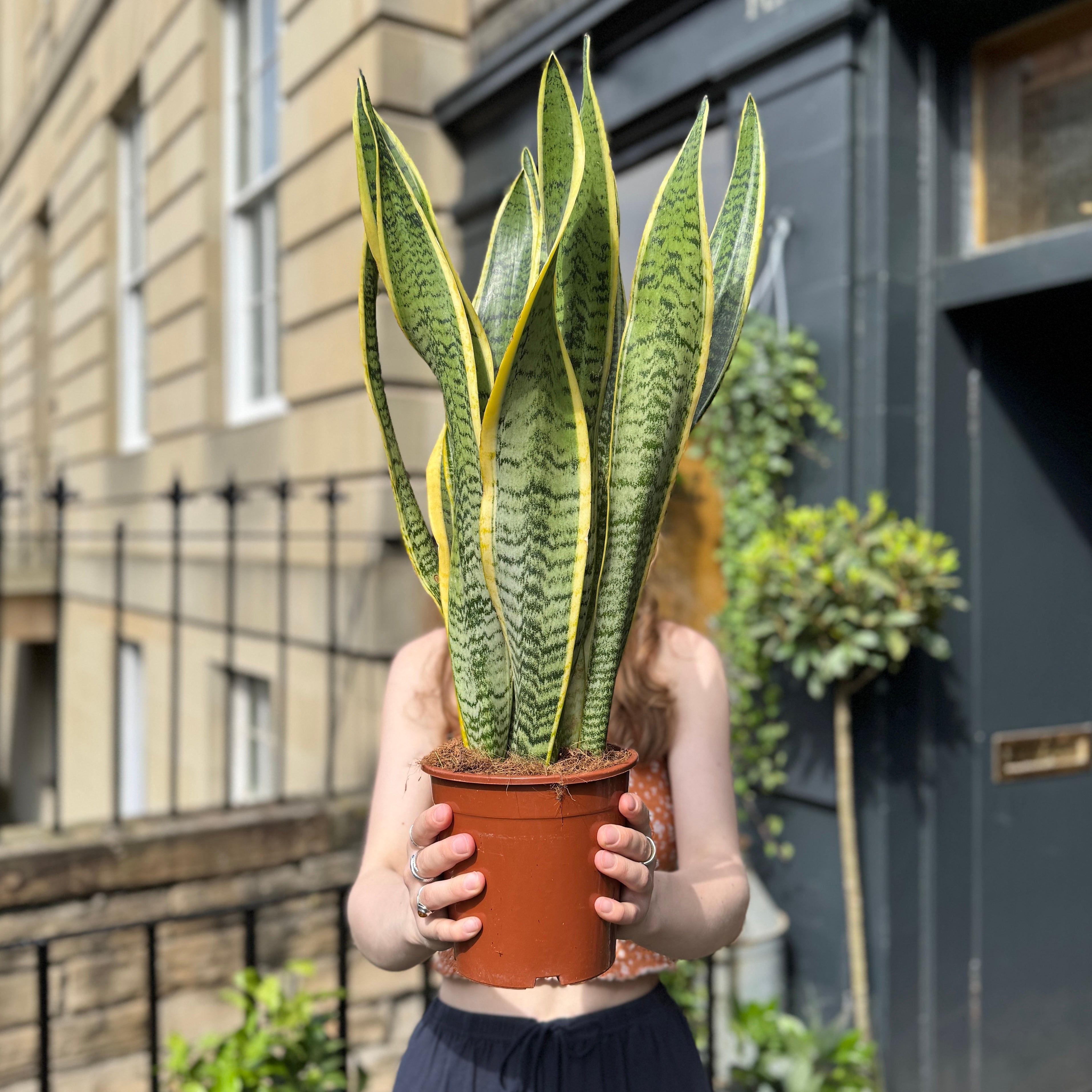 Sansevieria ‘Laurentii’ (19cm pot)