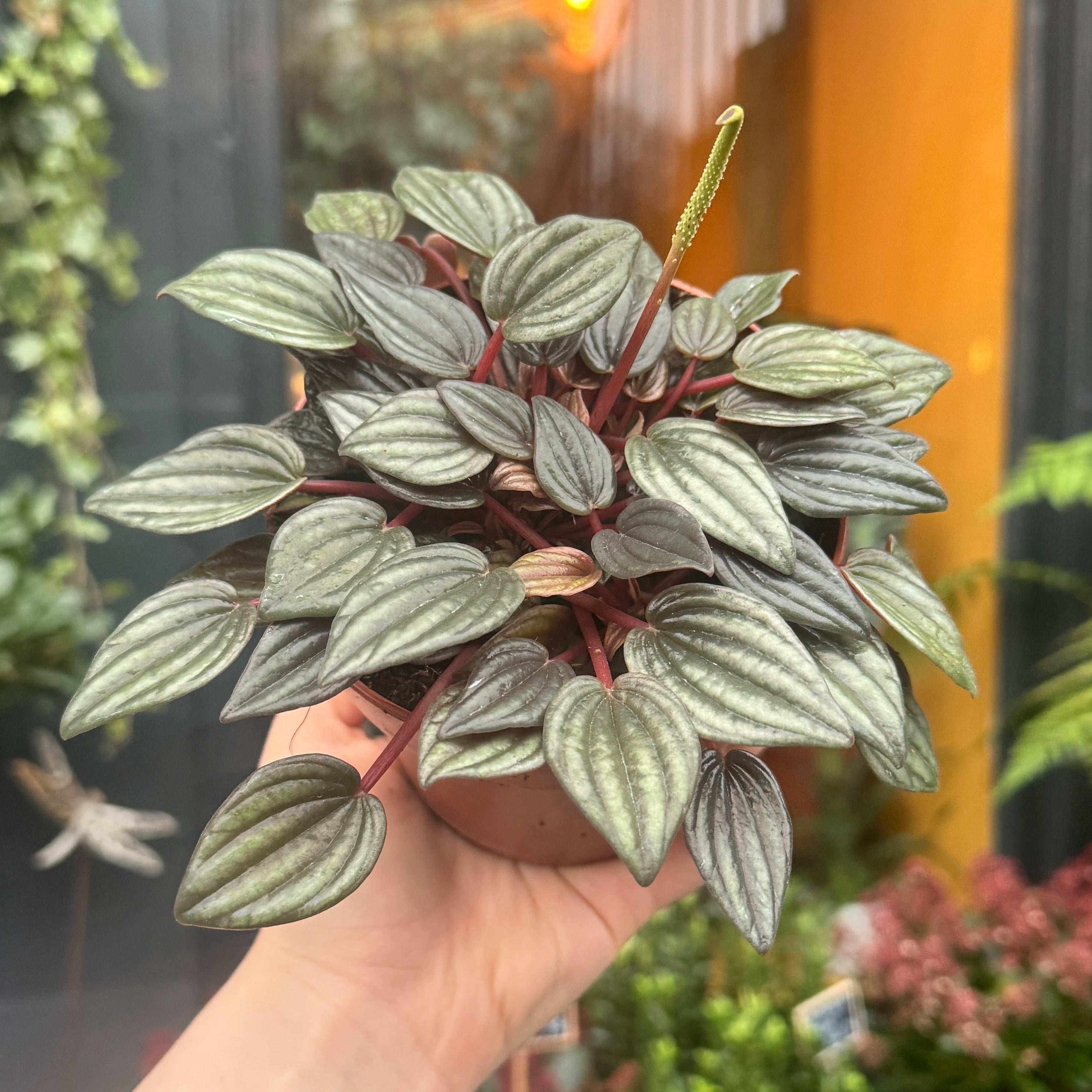 Peperomia 'Lima'