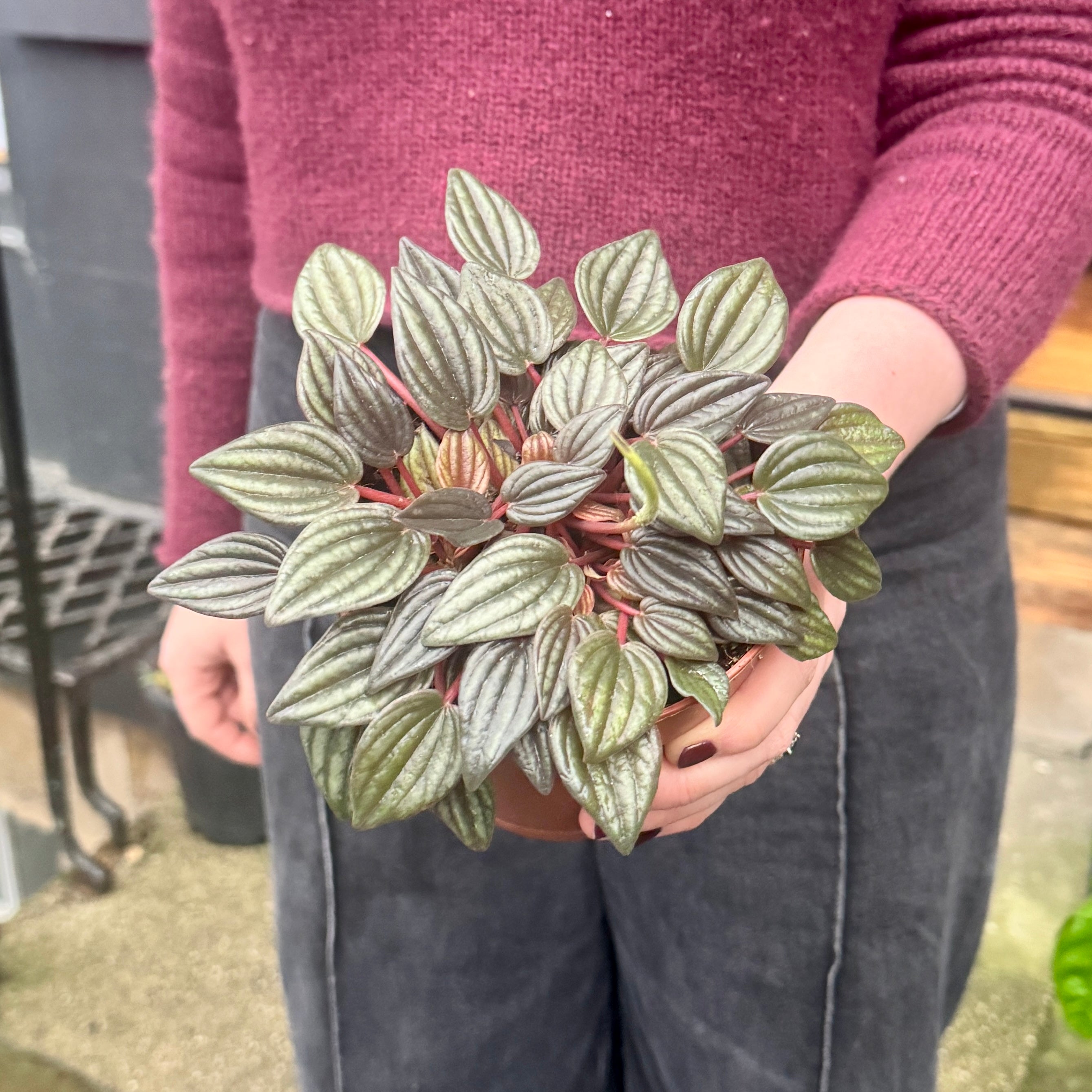 Peperomia 'Lima'