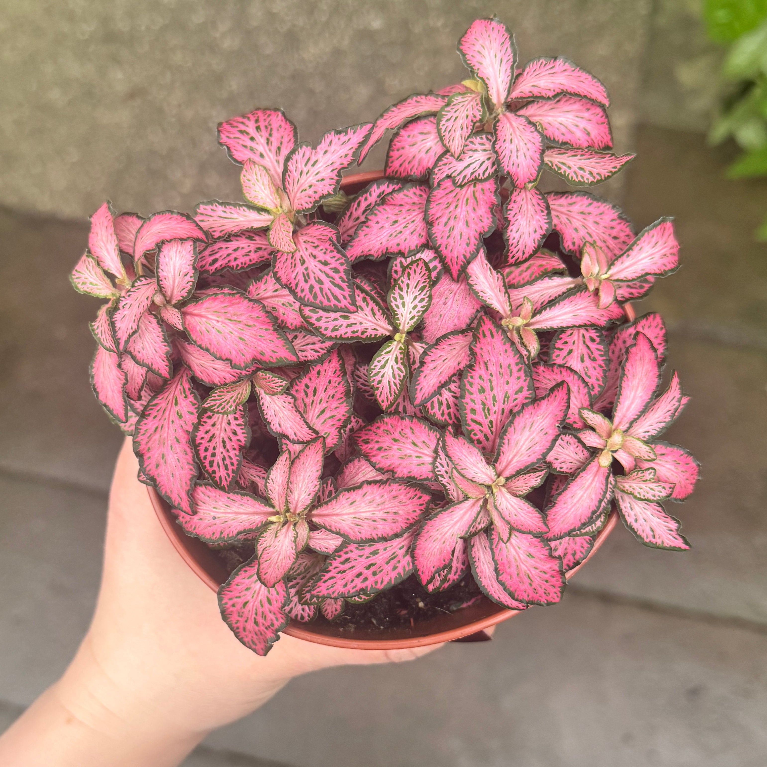 Fittonia ‘Pink Forest Flame’