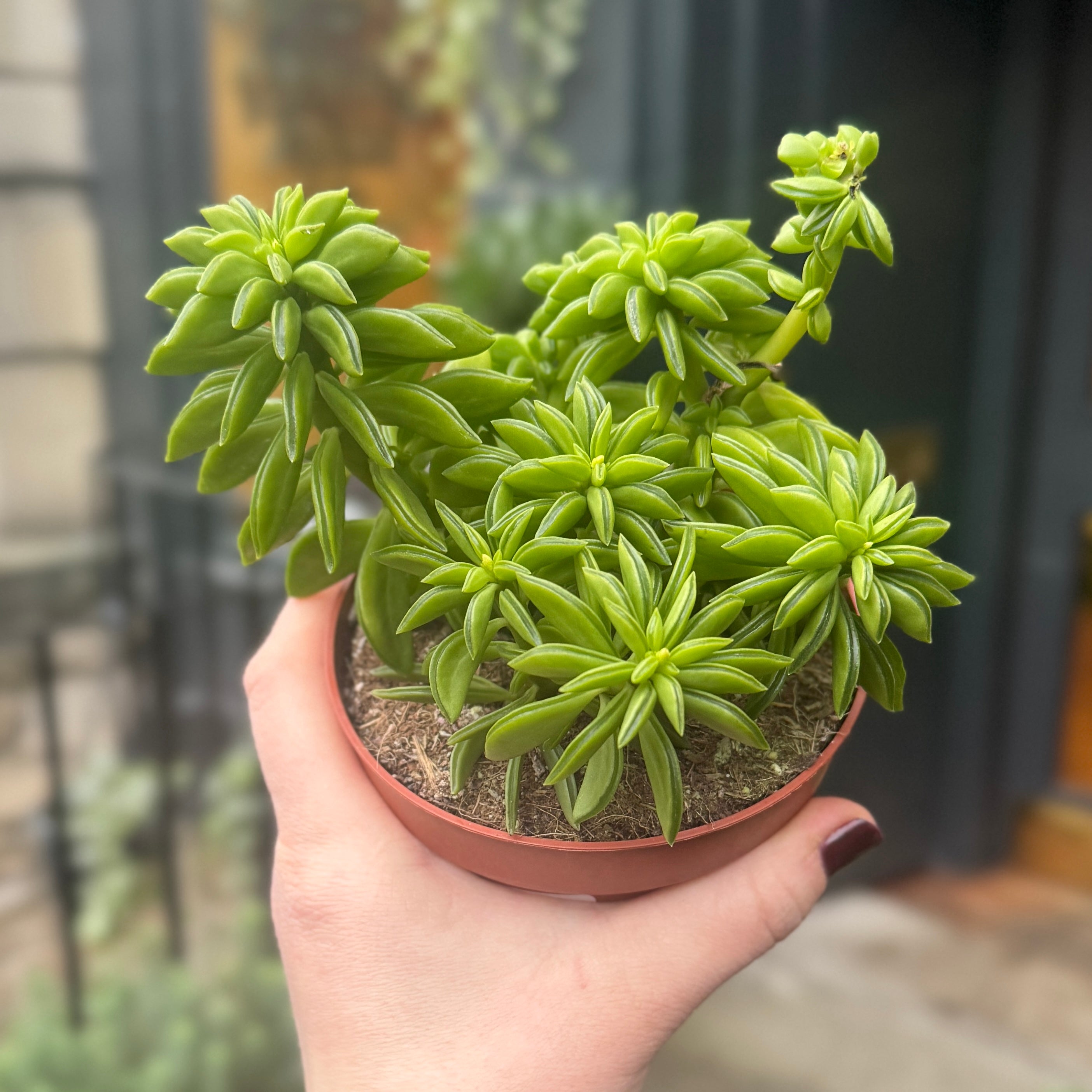 Peperomia 'Happy Bean’