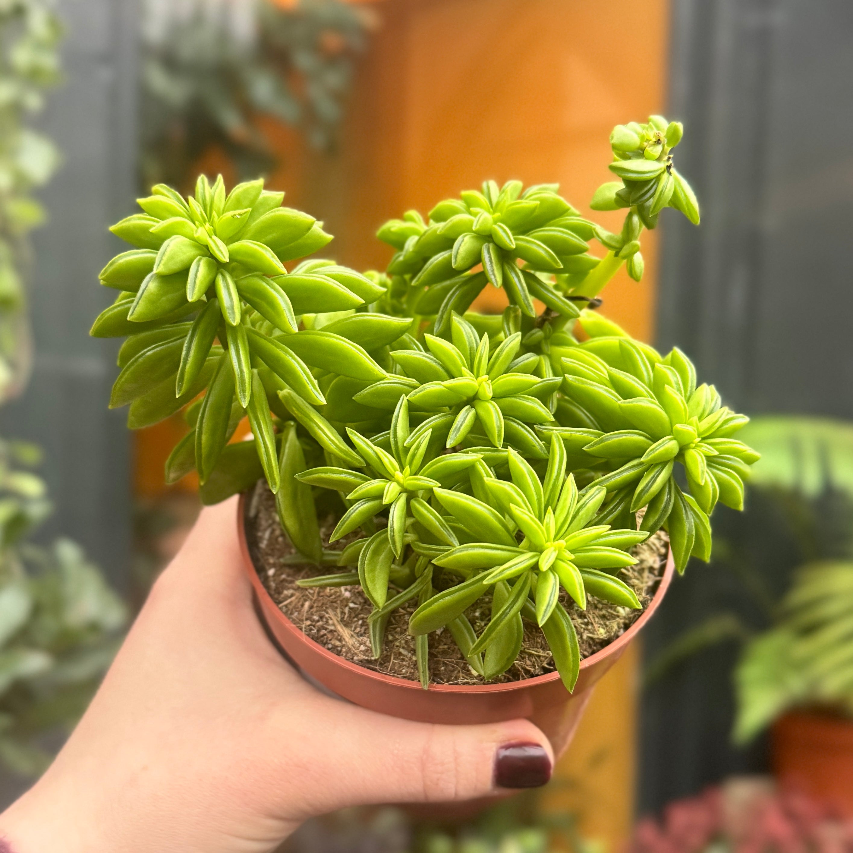 Peperomia 'Happy Bean’