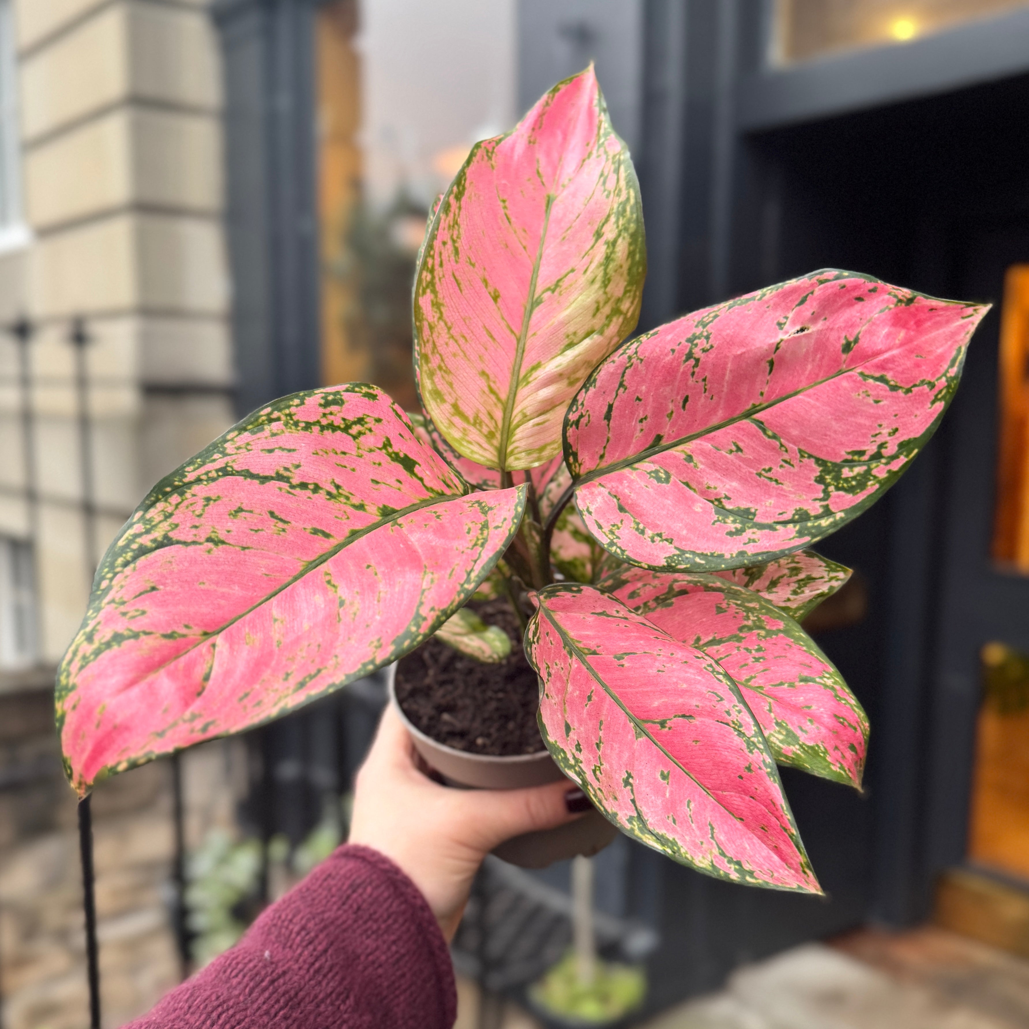Aglaonema 'Valentine'