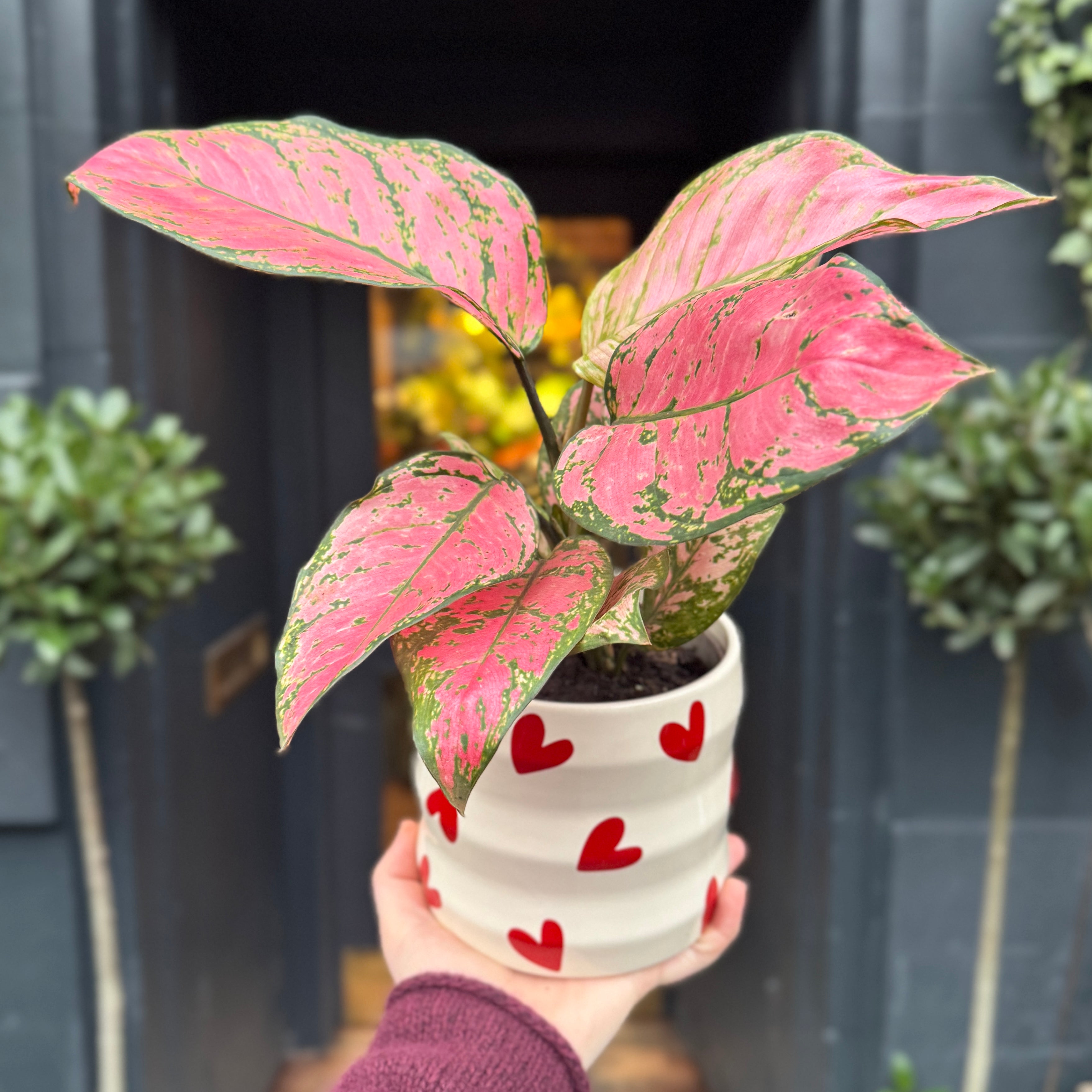 Aglaonema 'Valentine'