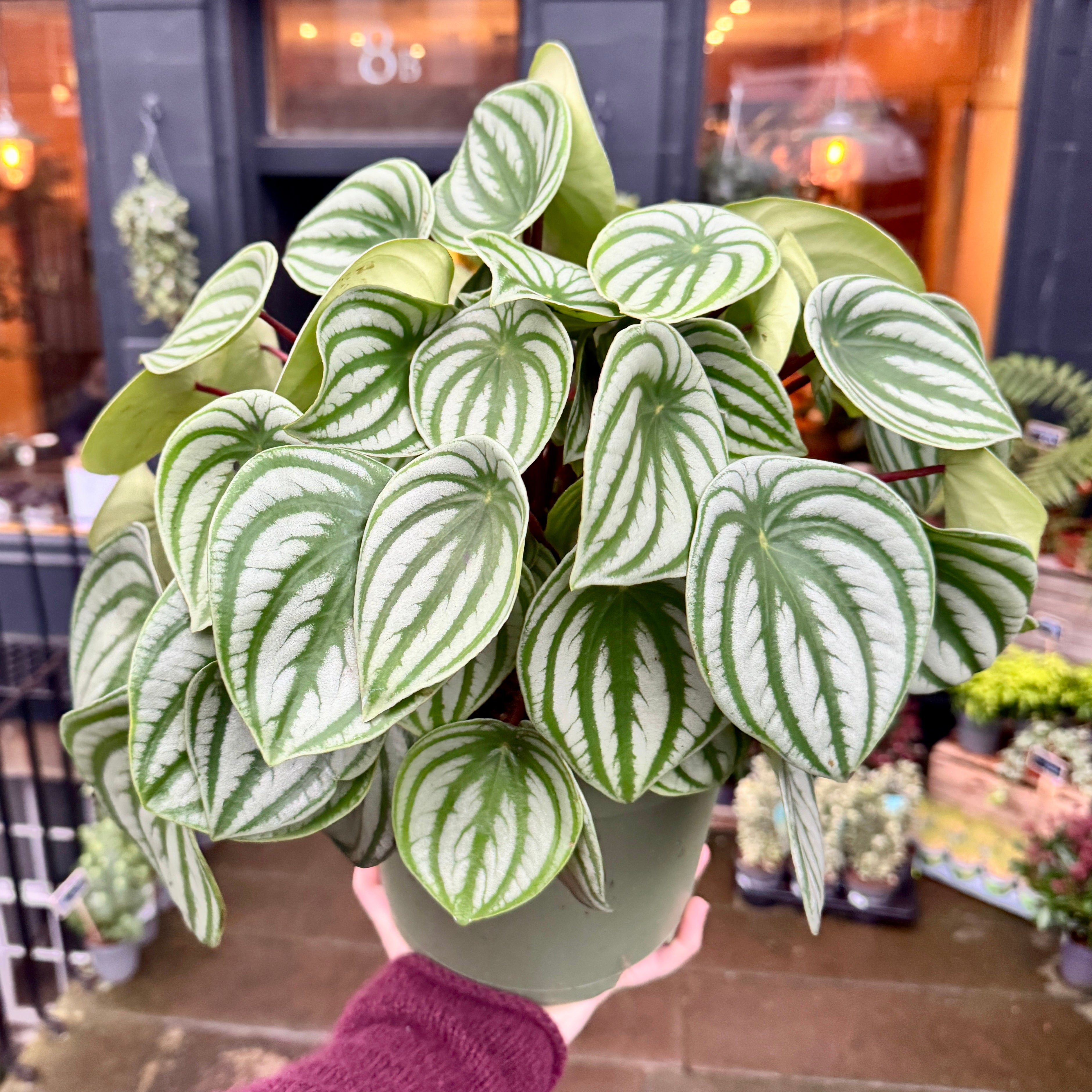 Peperomia argyreia XL