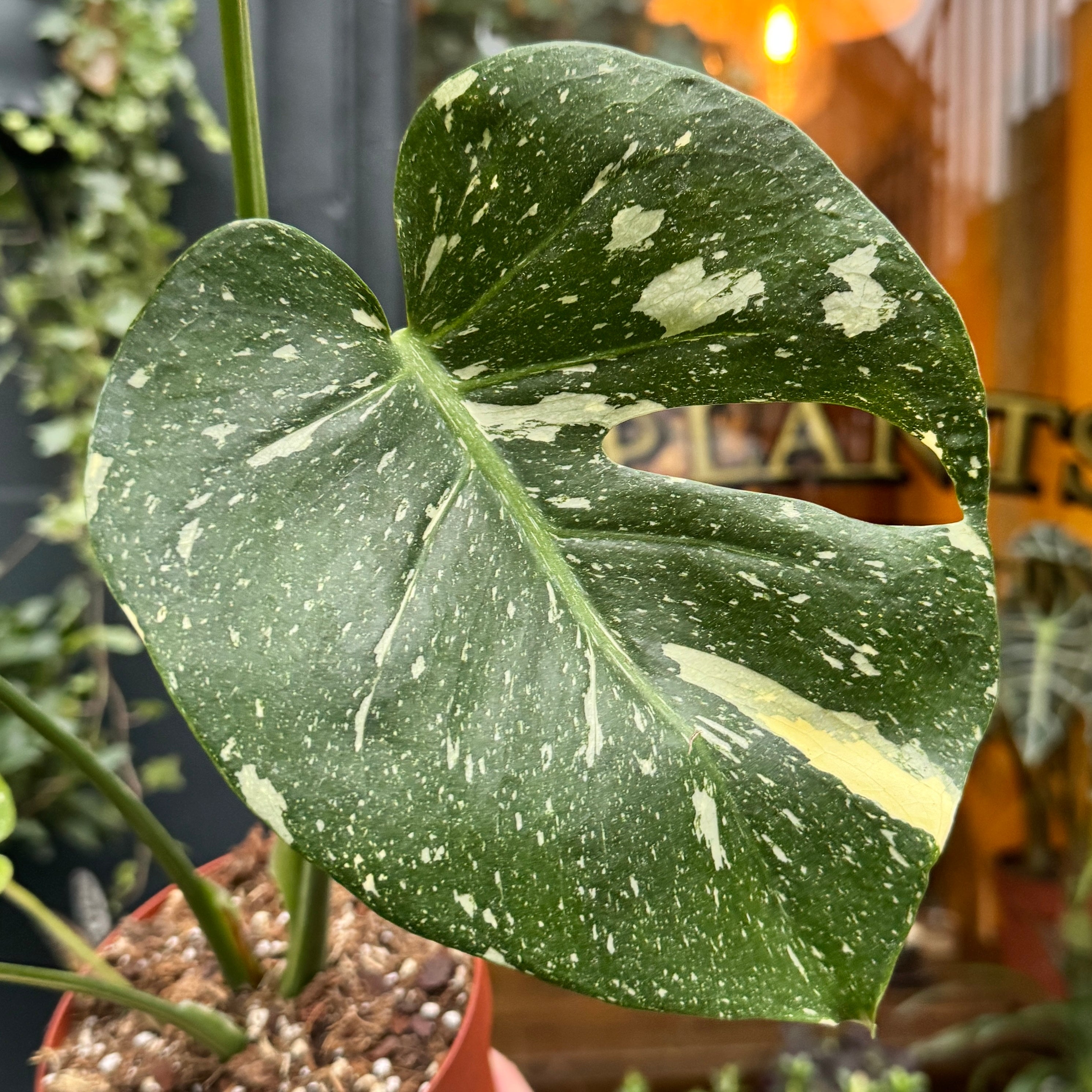 Monstera 'Thai Constellation' (14cm pot)