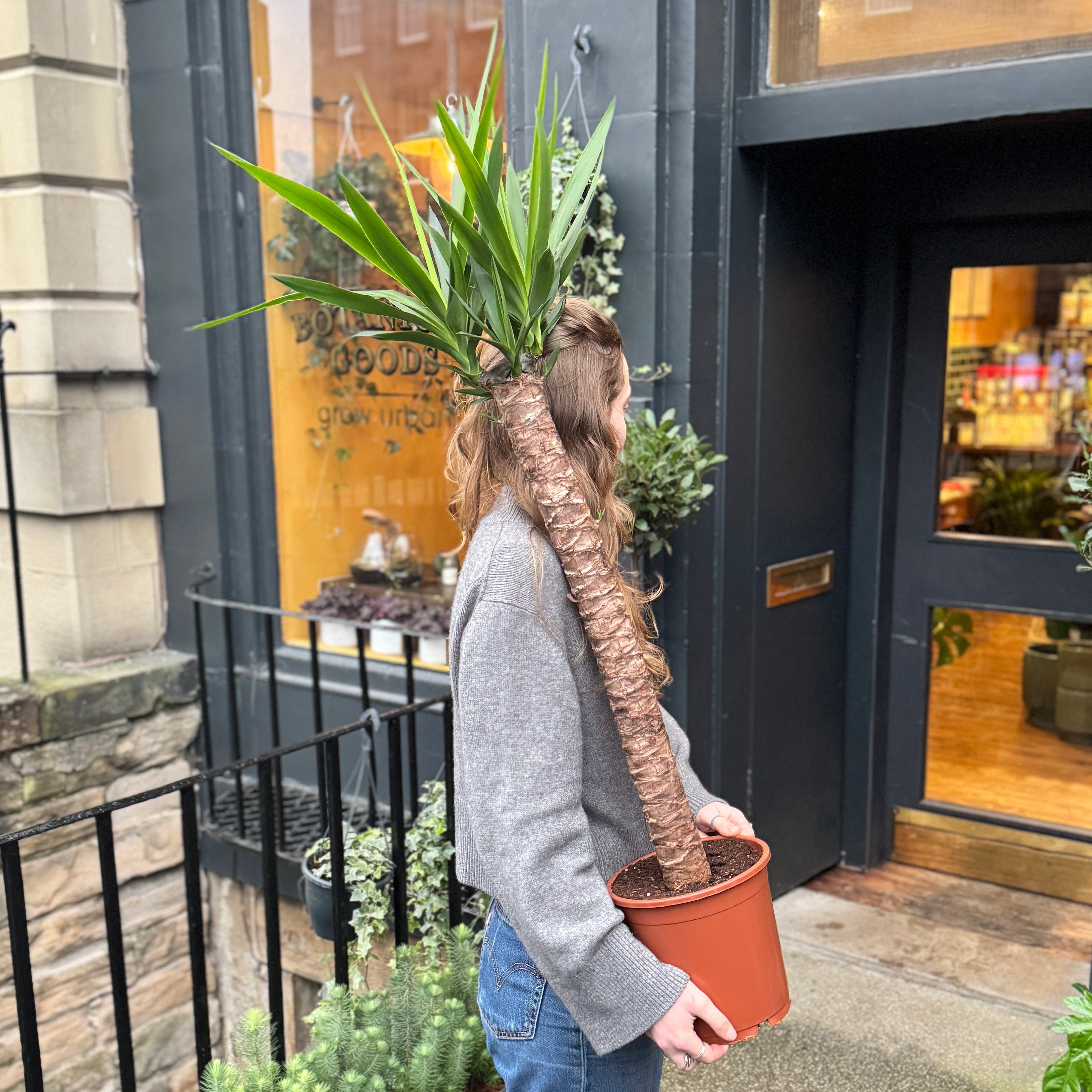 Yucca elephantipes (125cm)