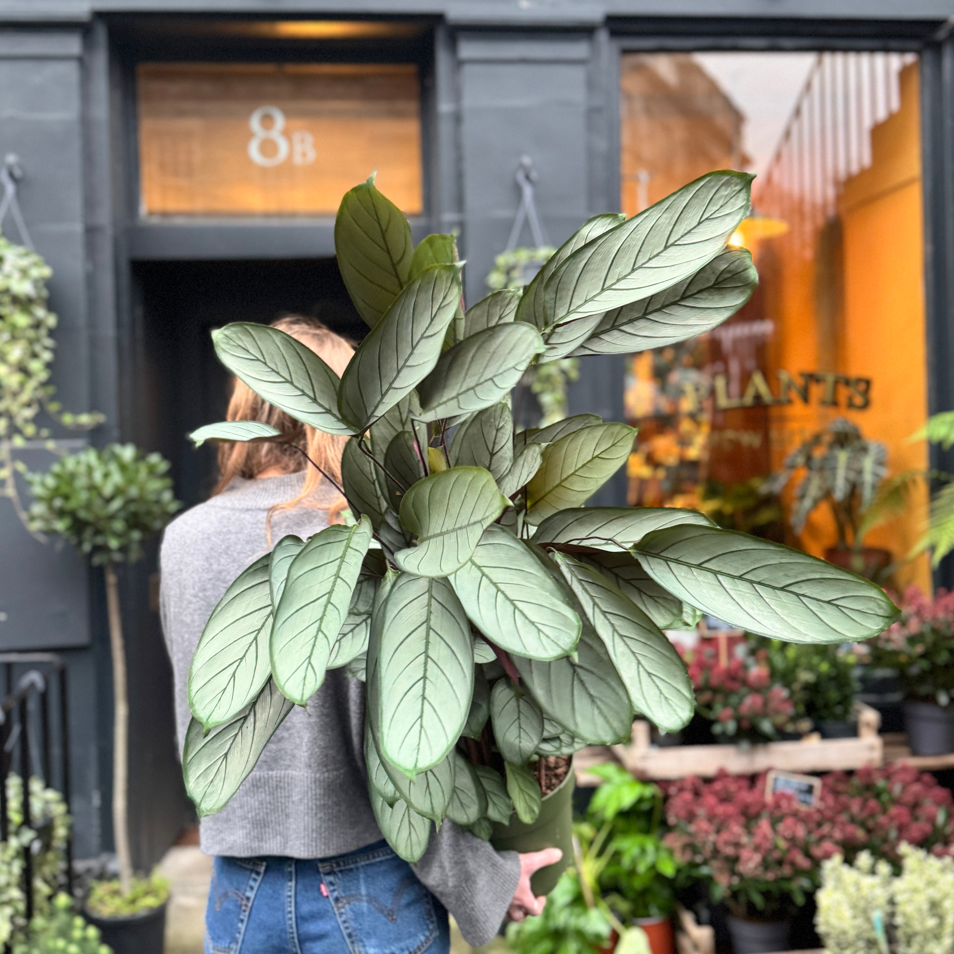 Ctenanthe setosa (140cm)