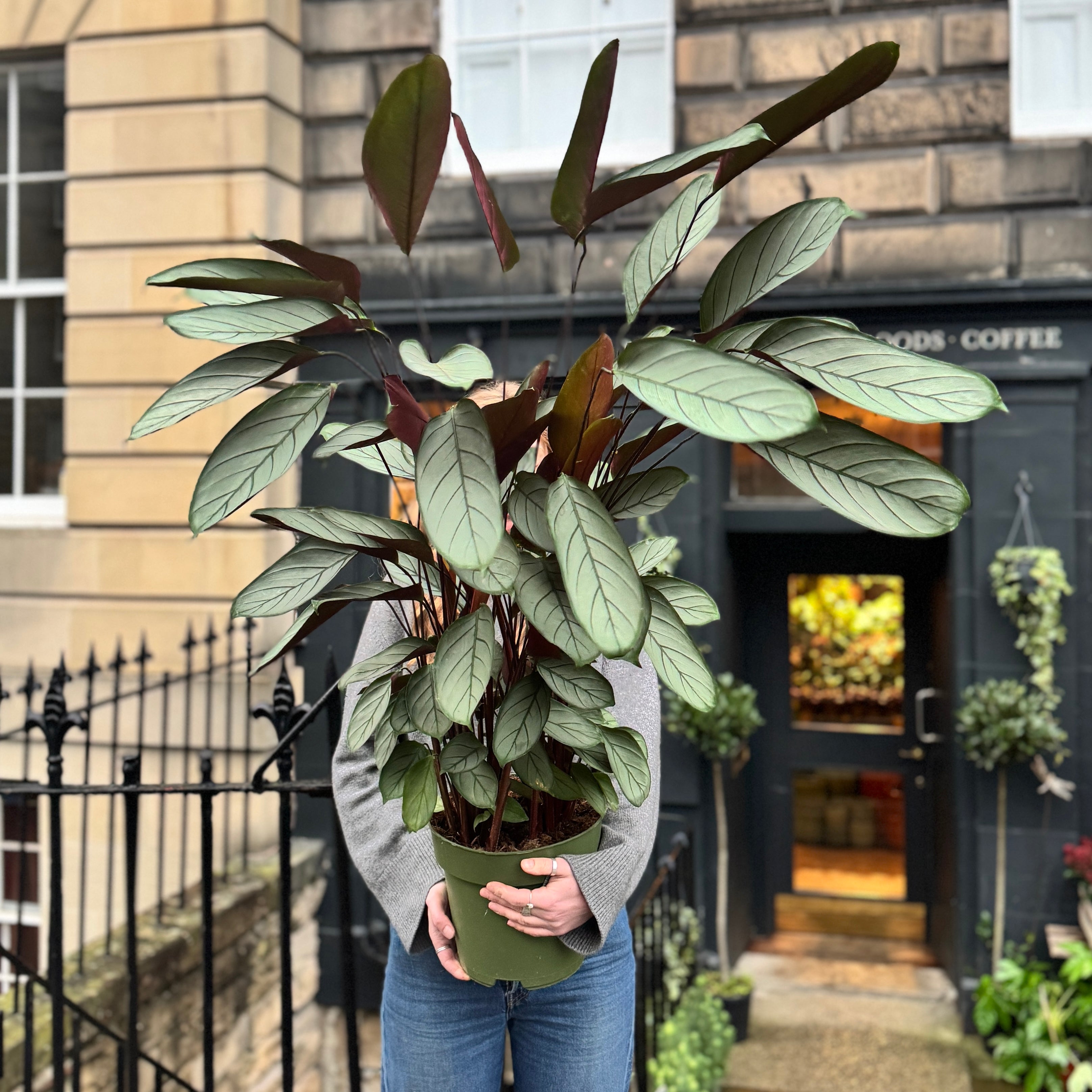 Ctenanthe setosa (140cm)
