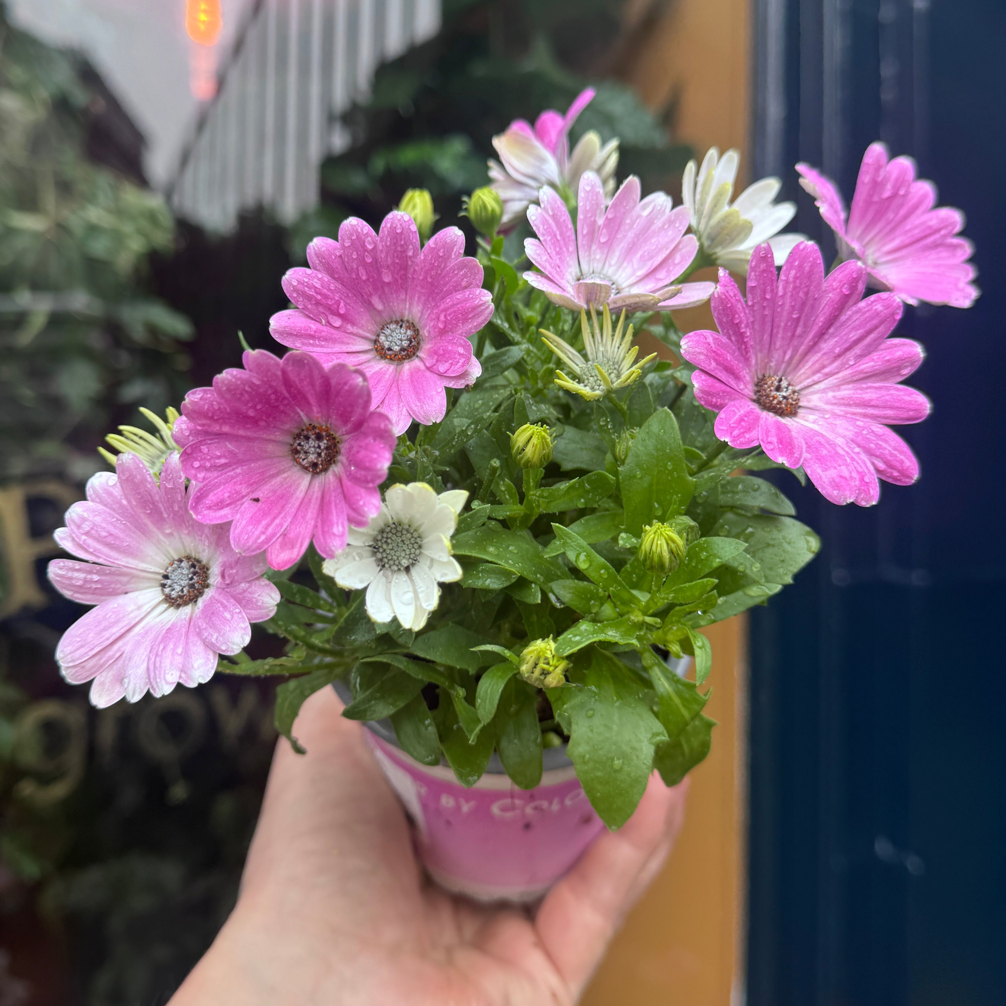 Osteospermum 'Pink'