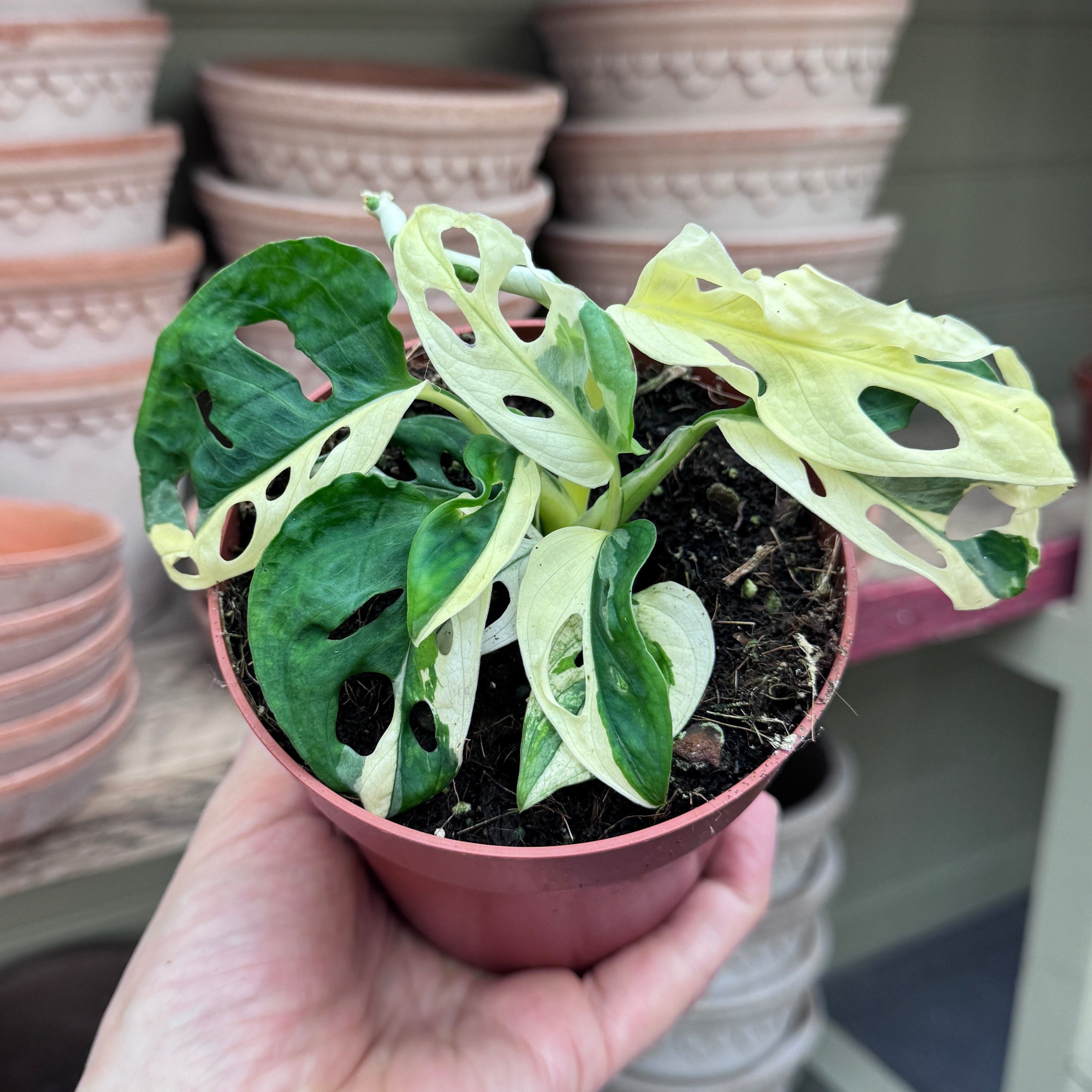 Monstera adansonii Variegata