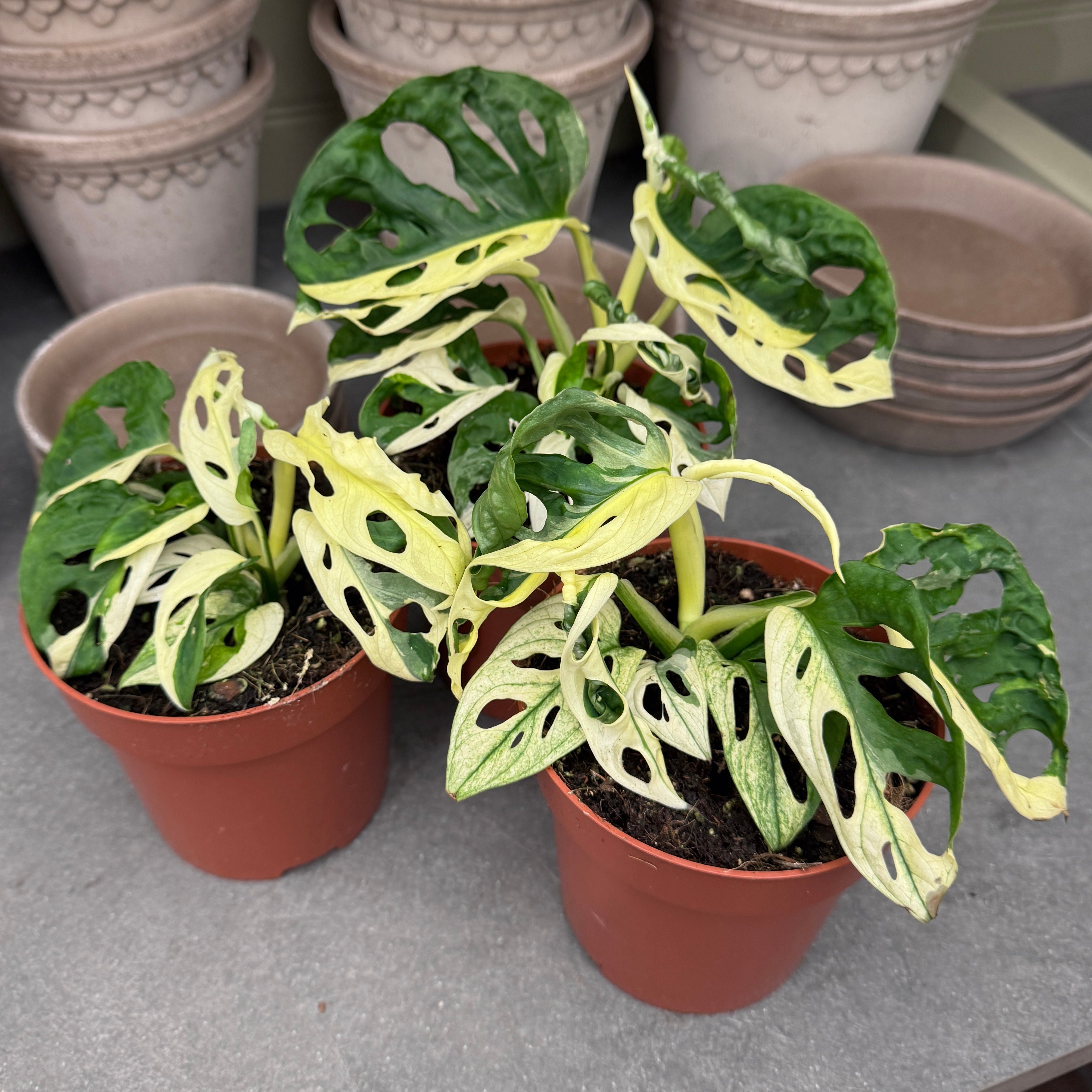 Monstera adansonii Variegata