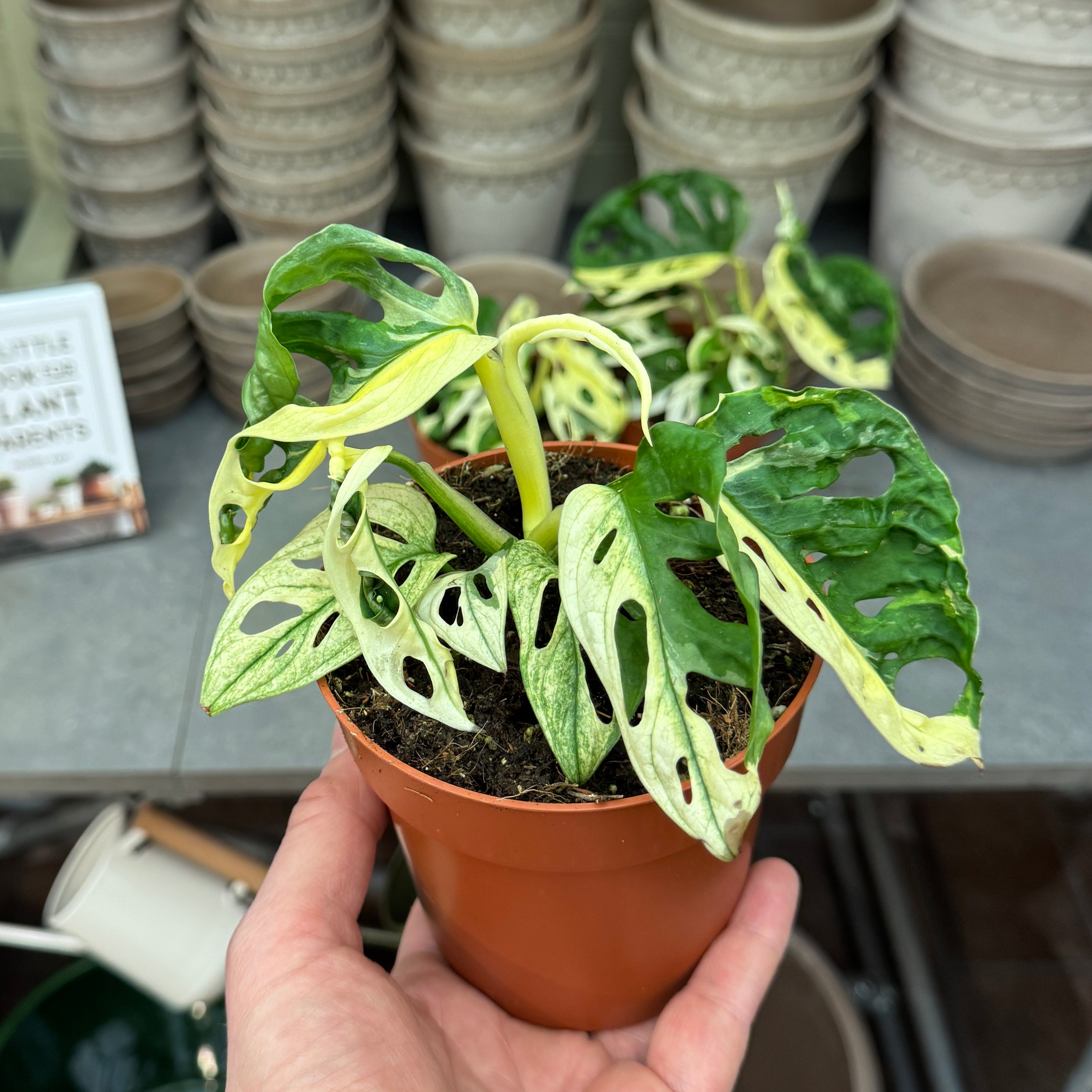 Monstera adansonii Variegata