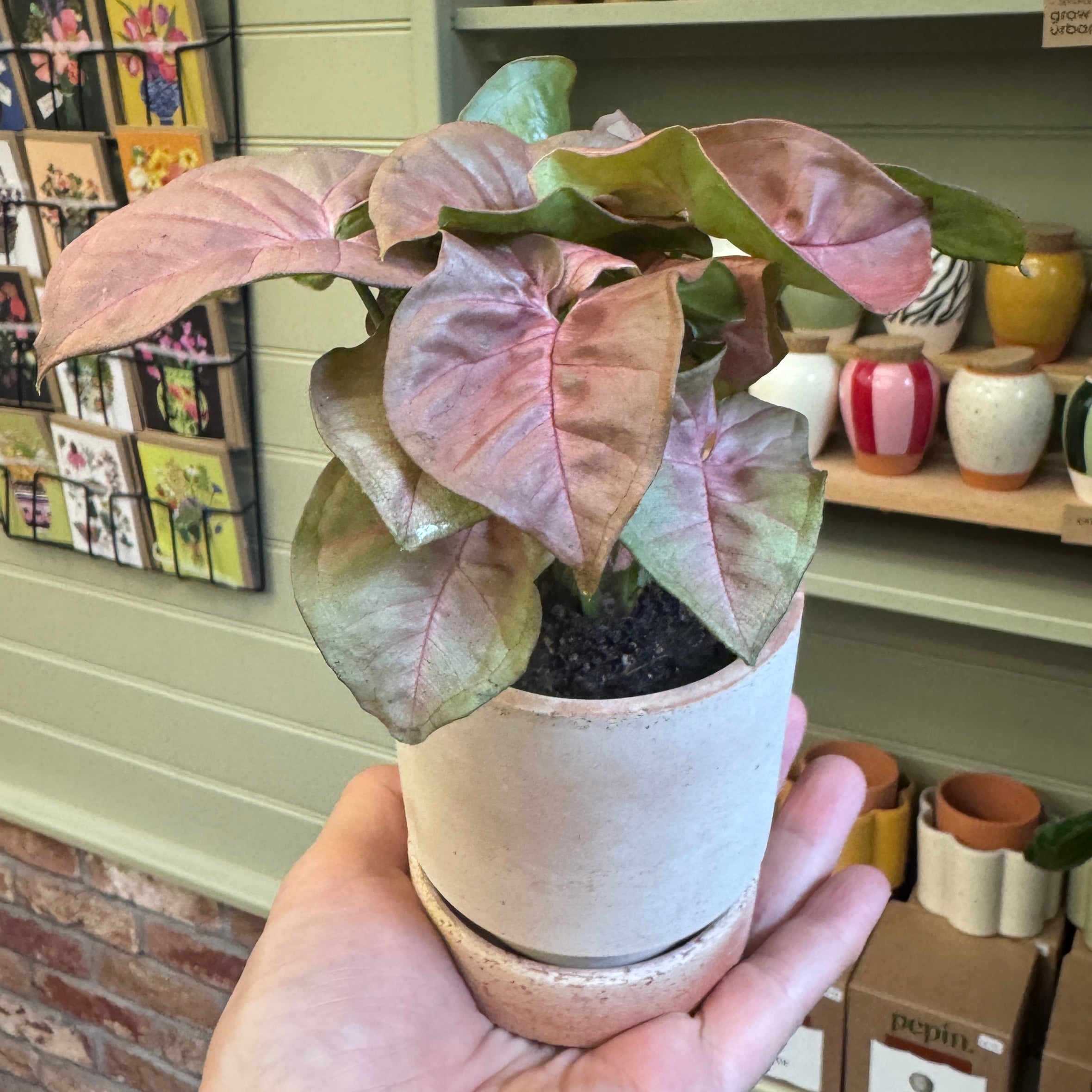 Syngonium 'Neon Robusta'