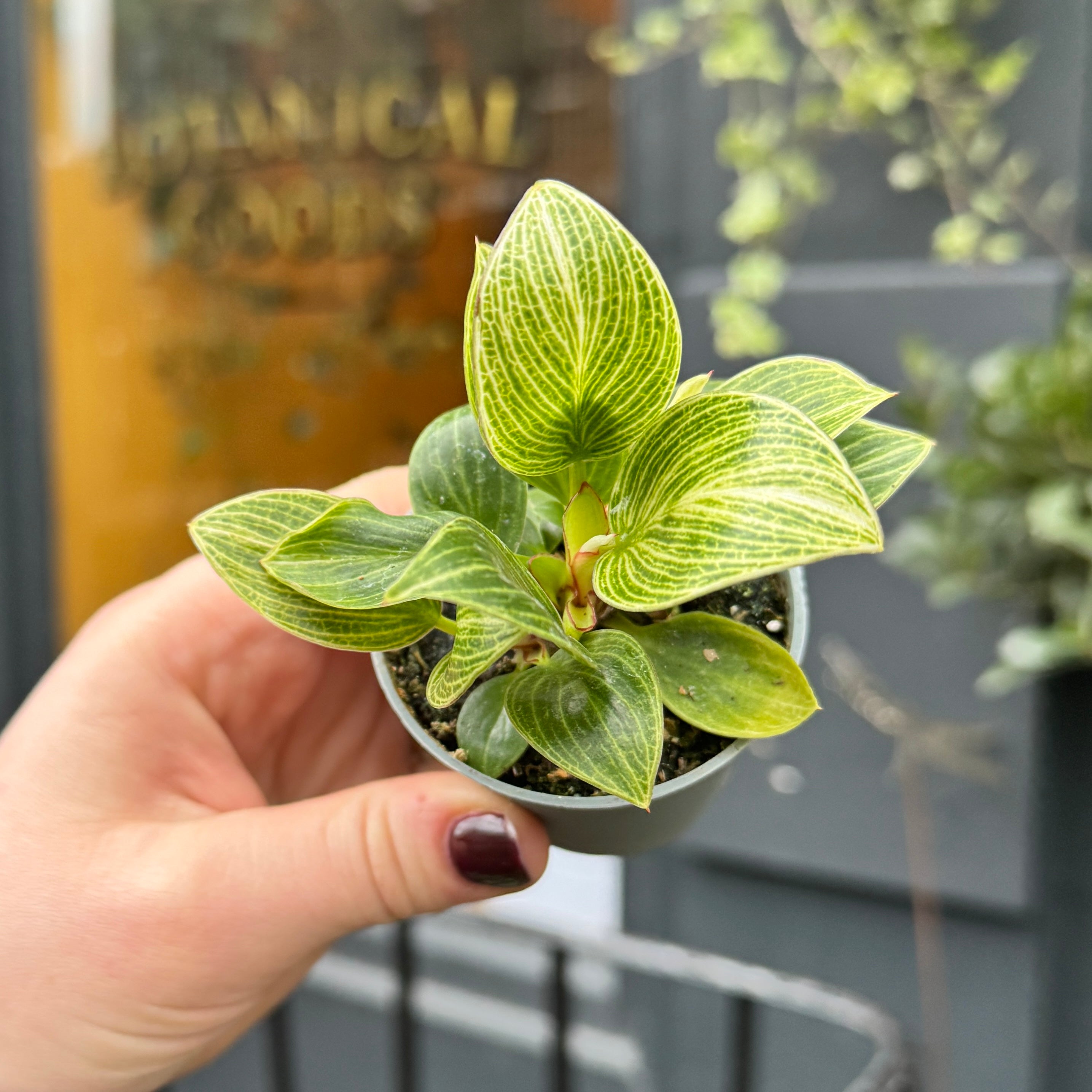 Philodendron ‘Birkin’ (mini)