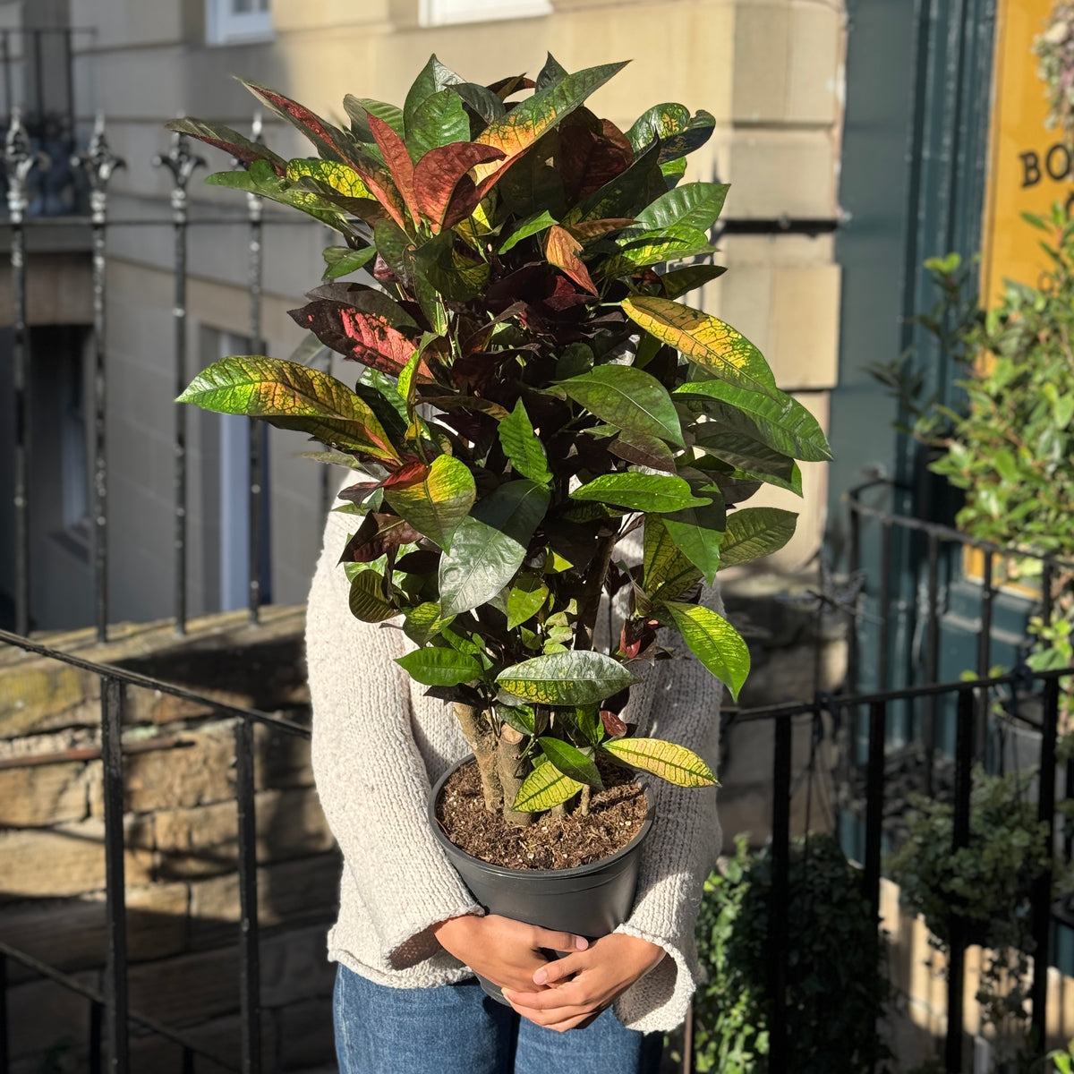 Codiaeum ‘Mrs Iceton’