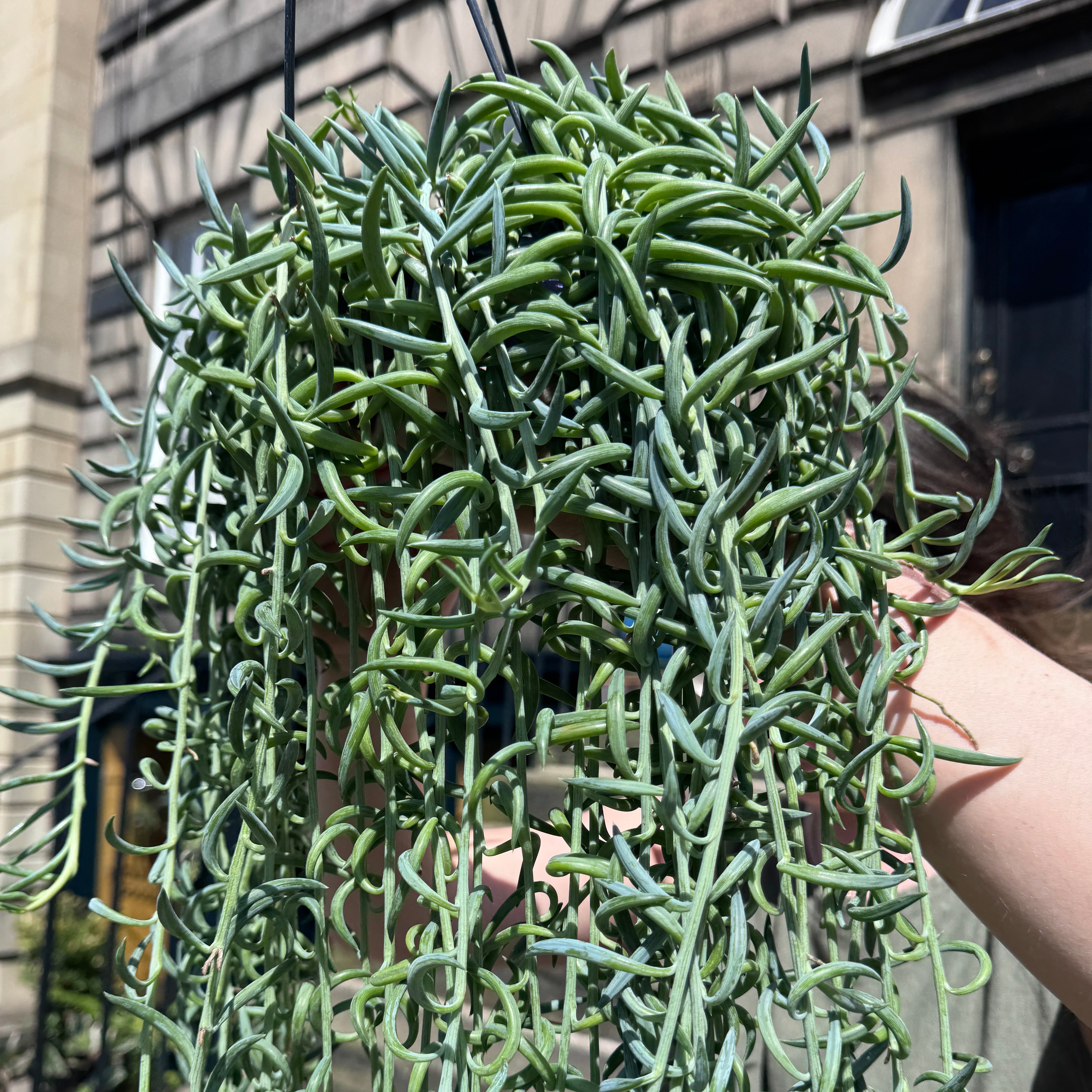 Senecio radicans XXL (hangpot)