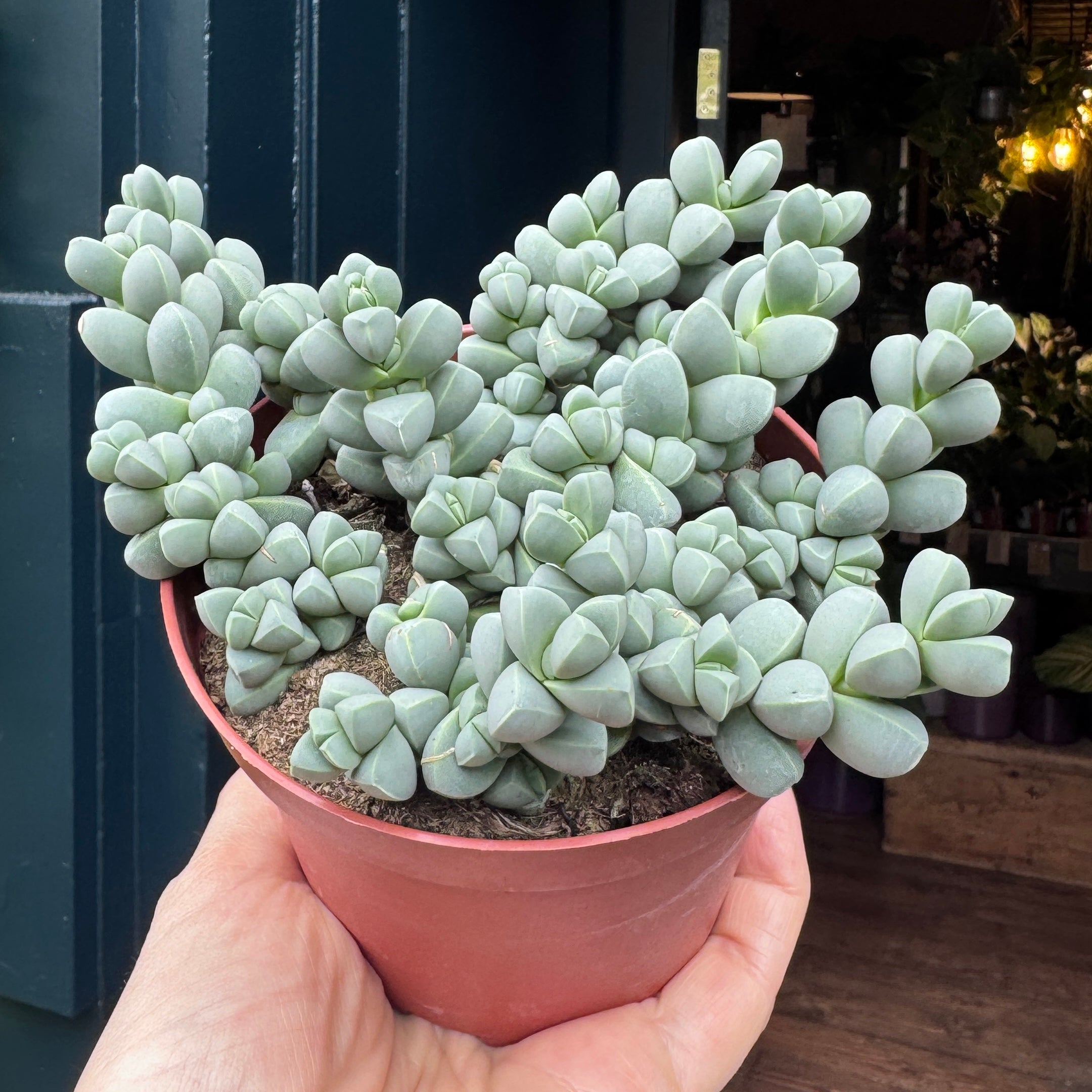 Delosperma lehmannii