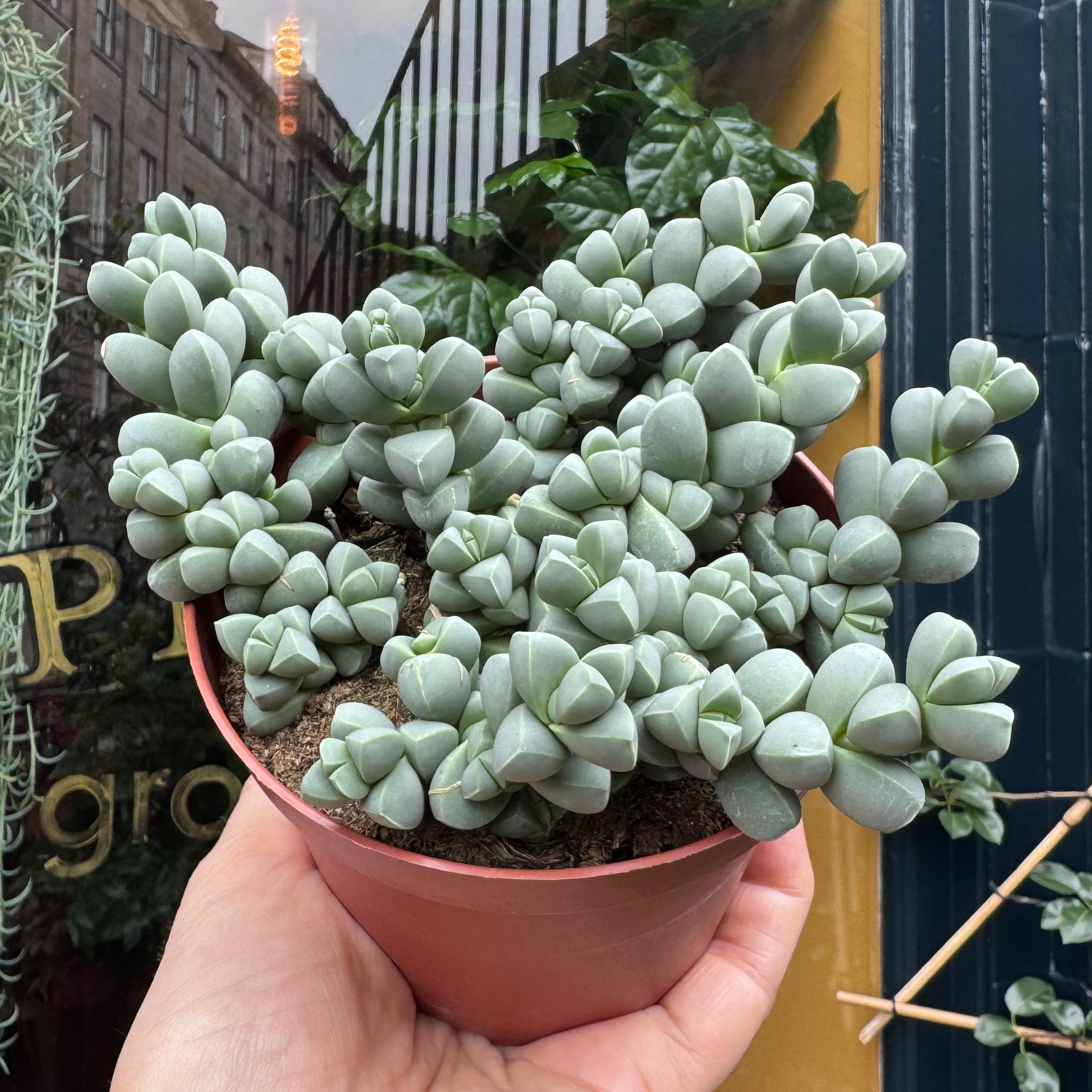 Delosperma lehmannii
